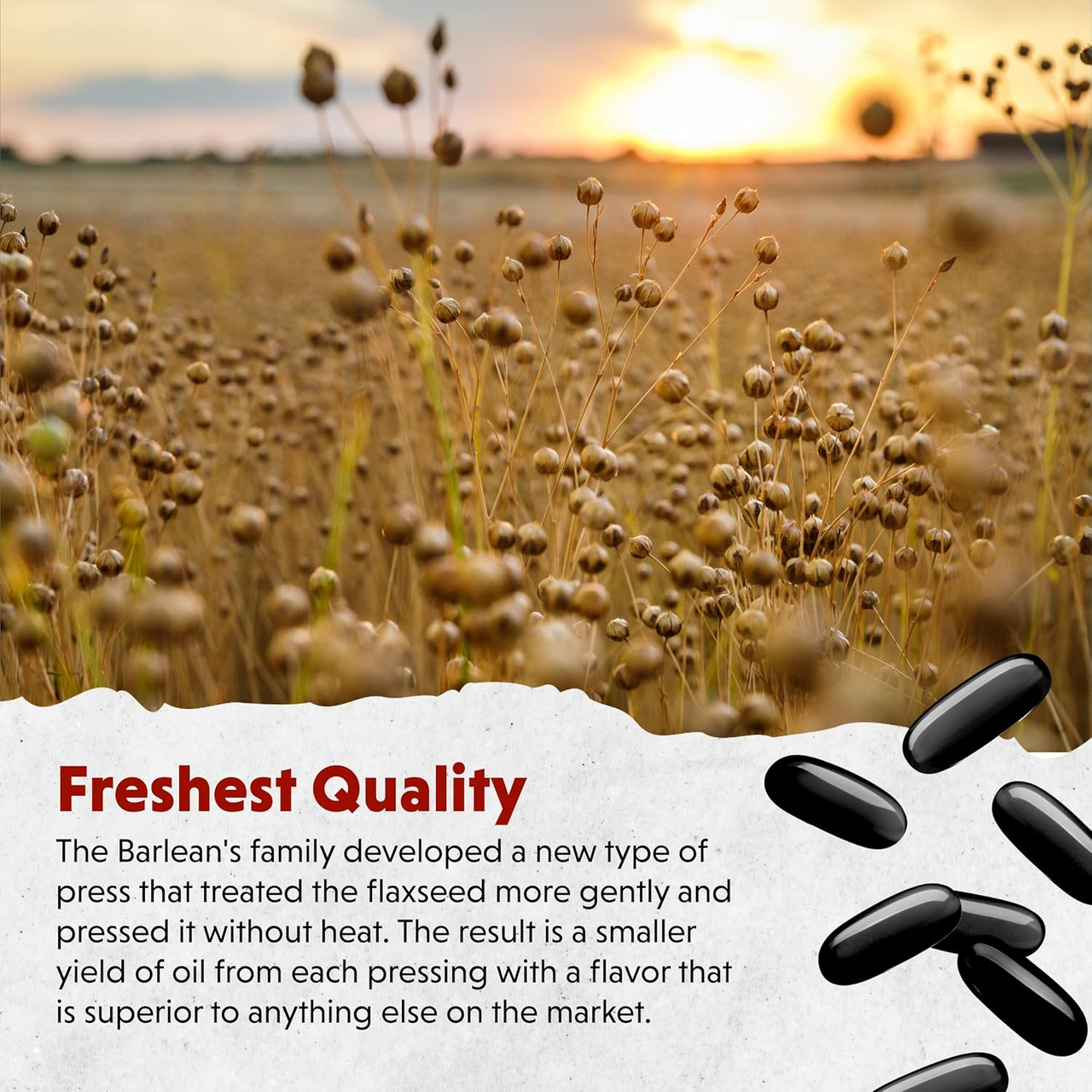 Flax field at sunset, freshest quality graphic