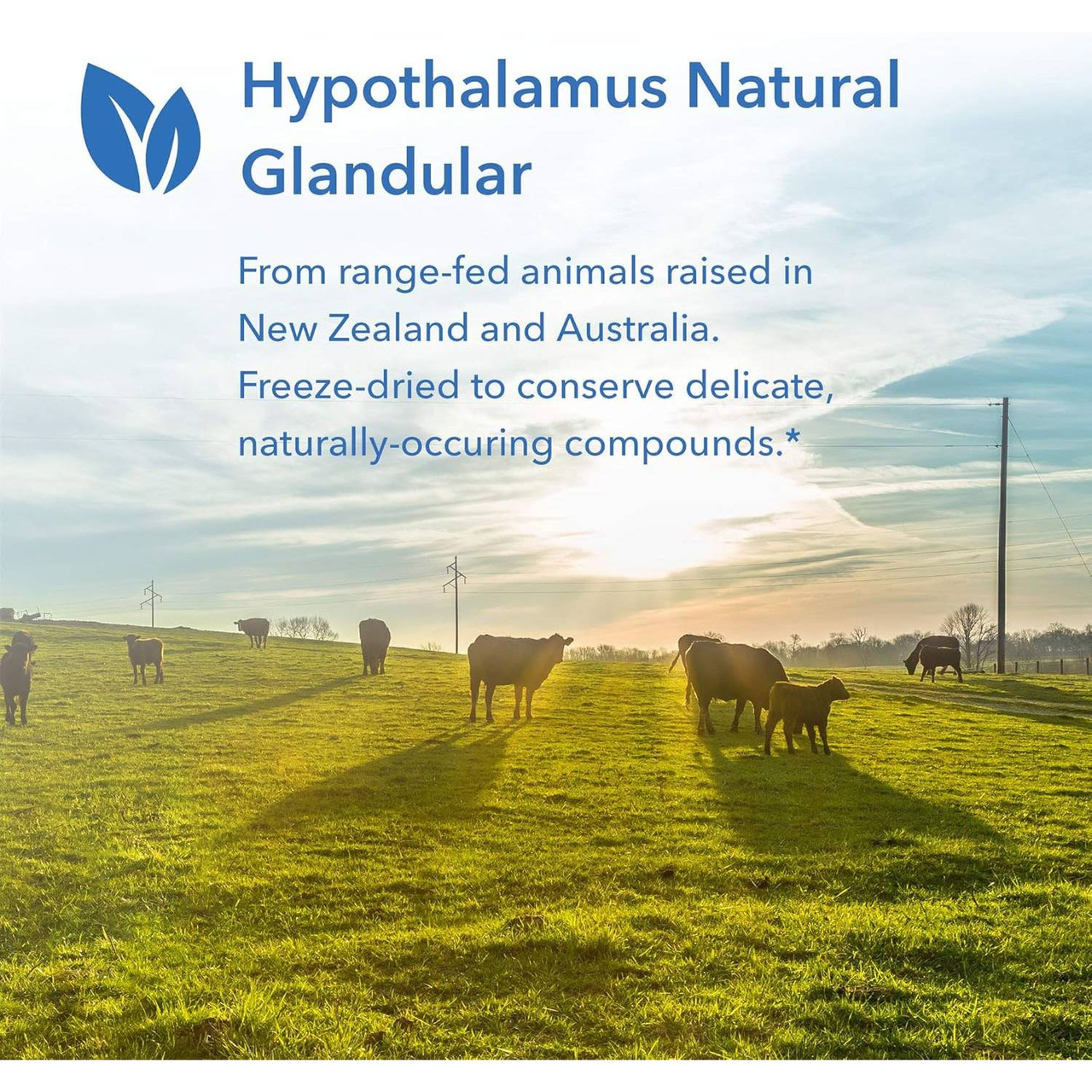 Allergy Research Group Hypothalamus - 100 capsules