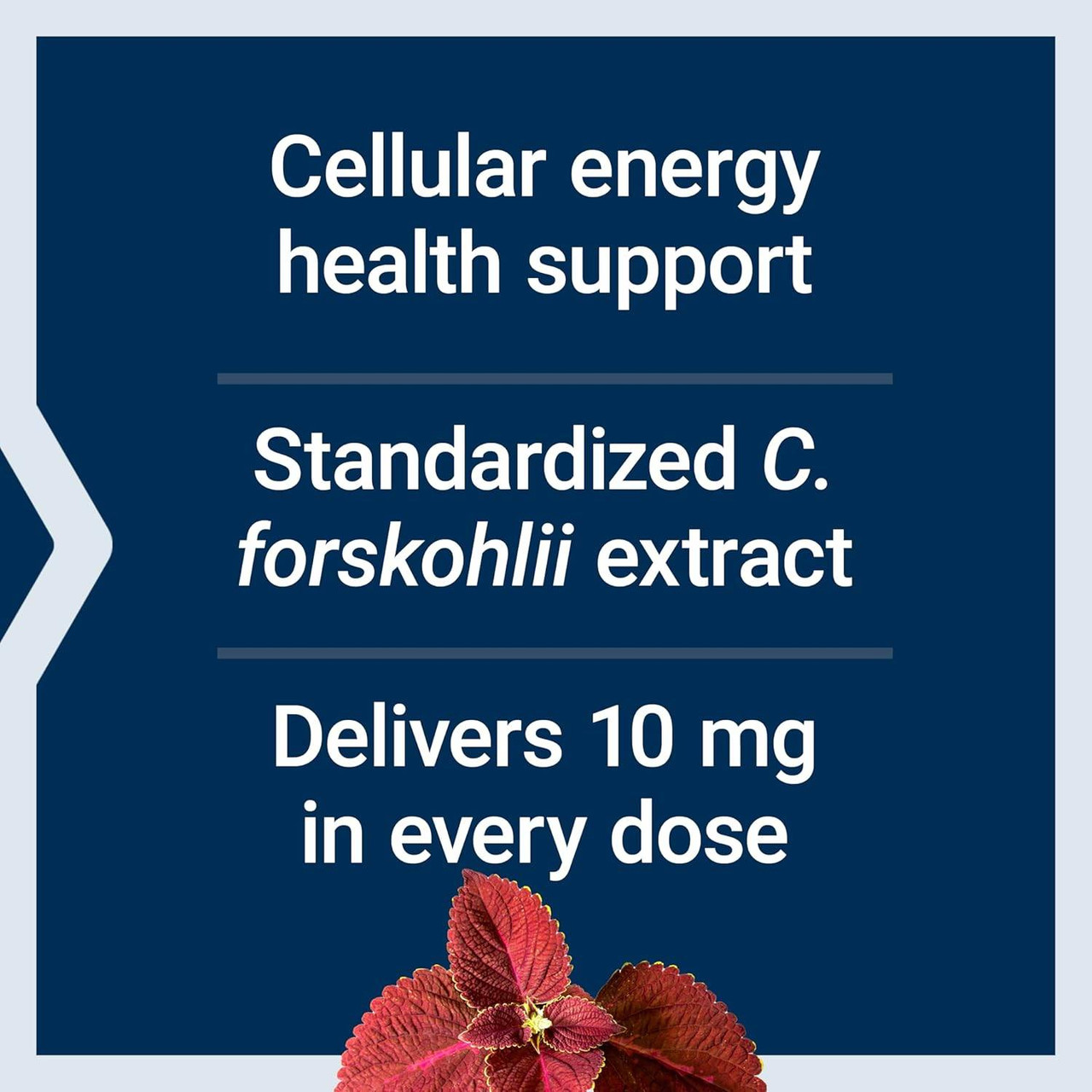 Life Extension Forskolin 10mg - 60 Capsules
