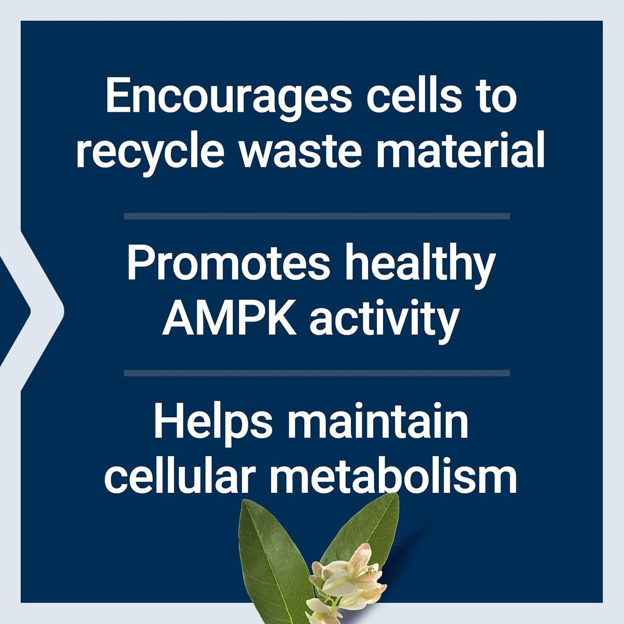 Life Extension GEROPROTECT Autophagy Renew - 30 Capsules