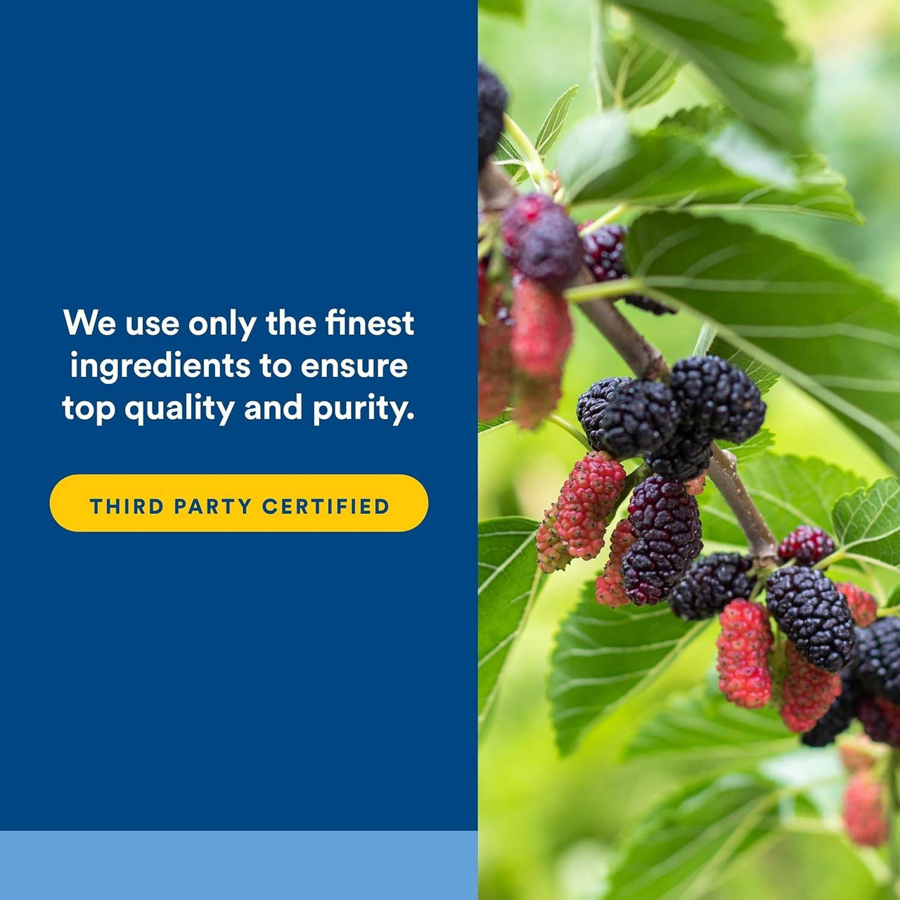 Mulberries on a branch, finest ingredients and third party certified graphic