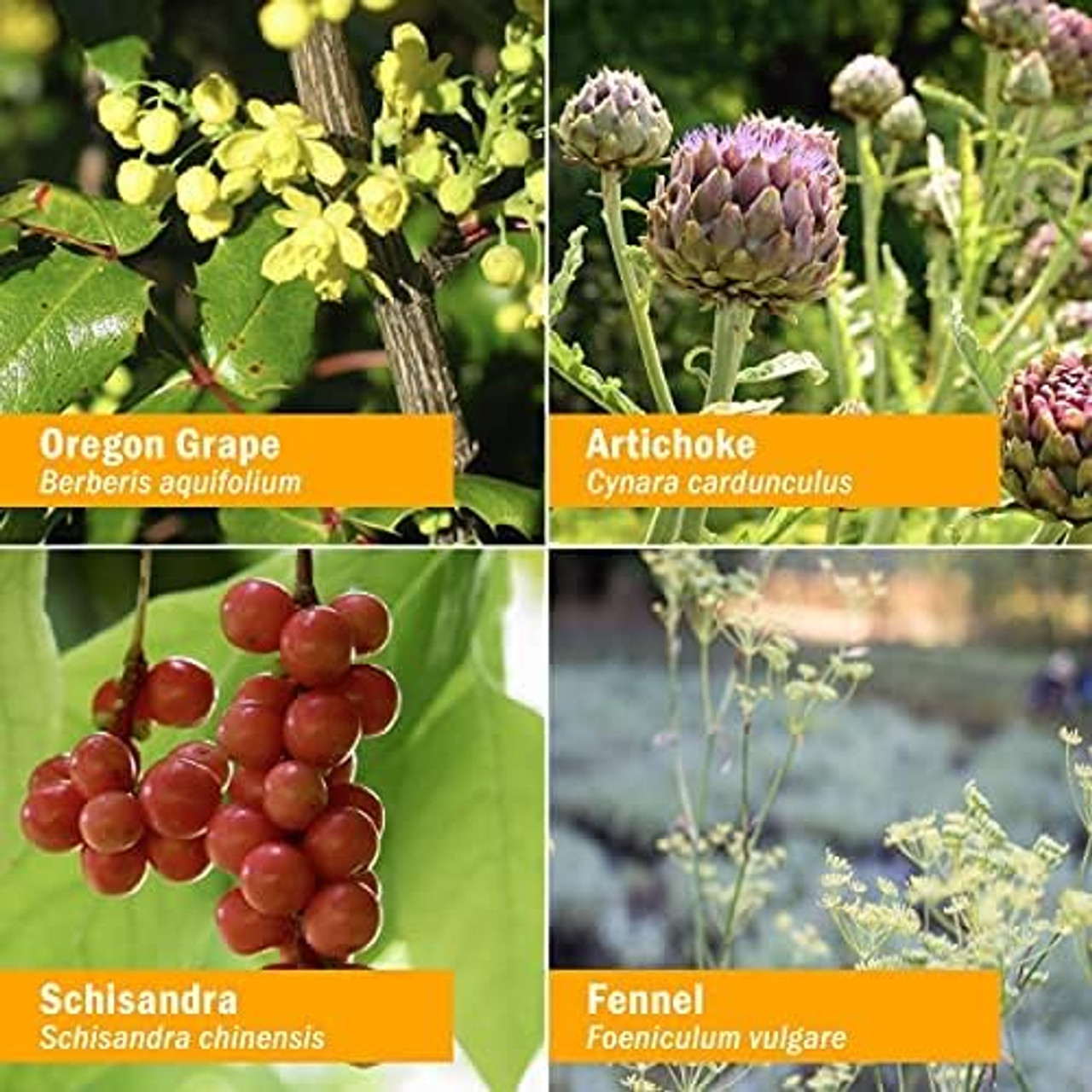 Herb Pharm Liver Health