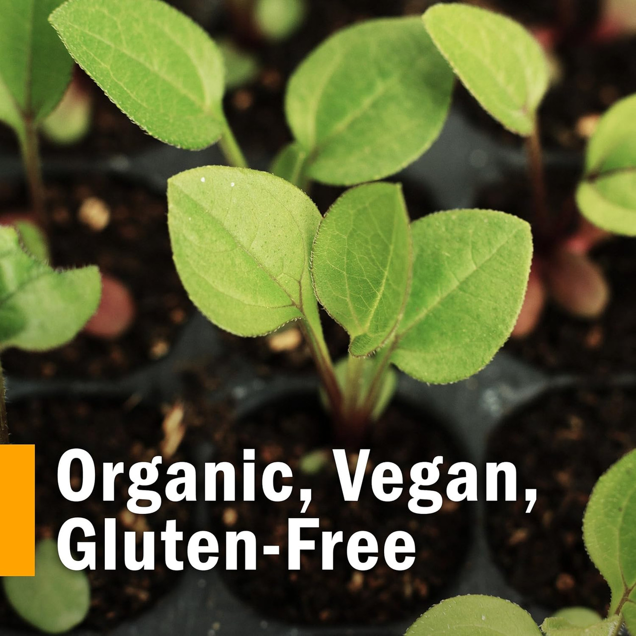 Organic seedlings in a nursery tray, vegan gluten-free graphic