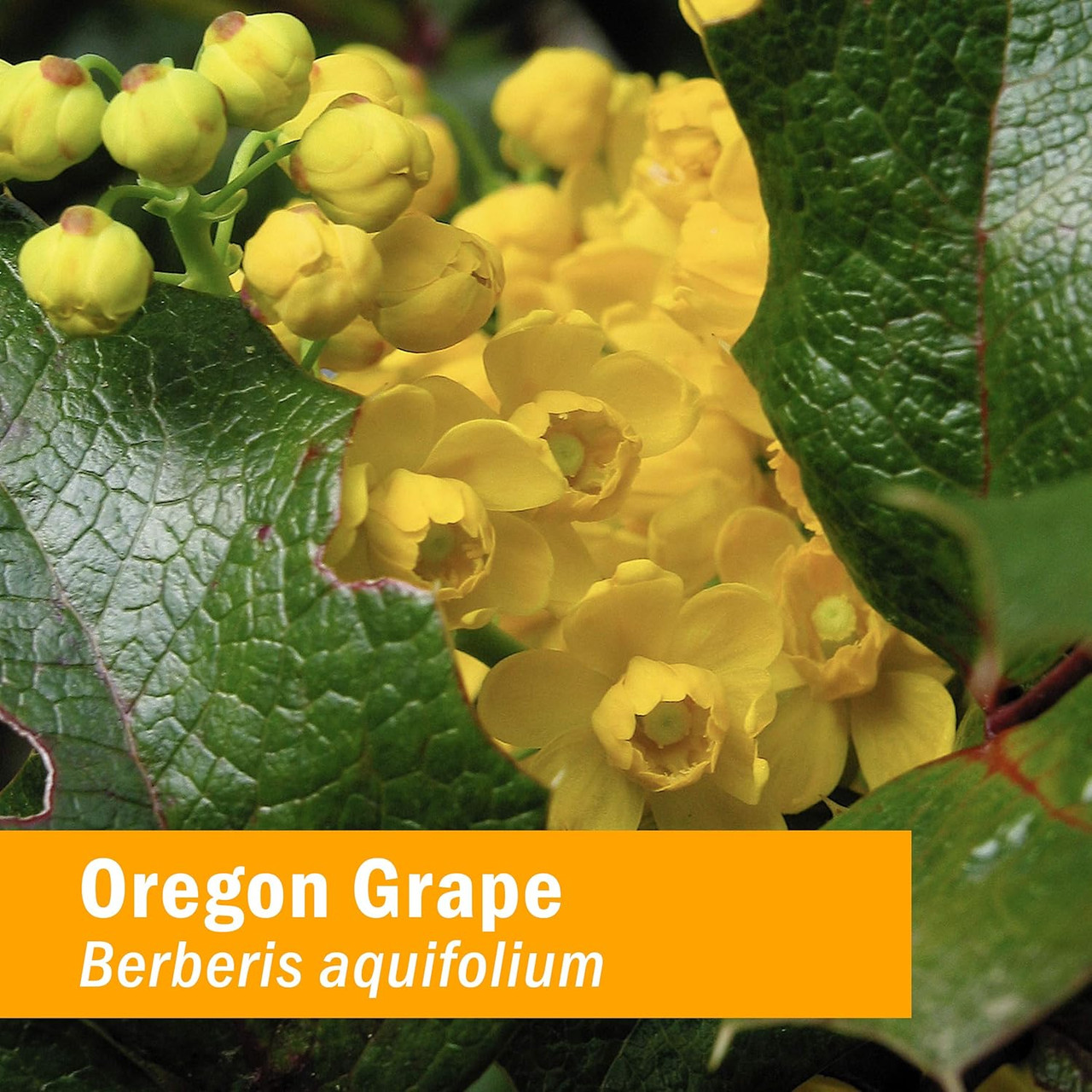 Oregon grape flowers and leaves, Berberis aquifolium botanical photo