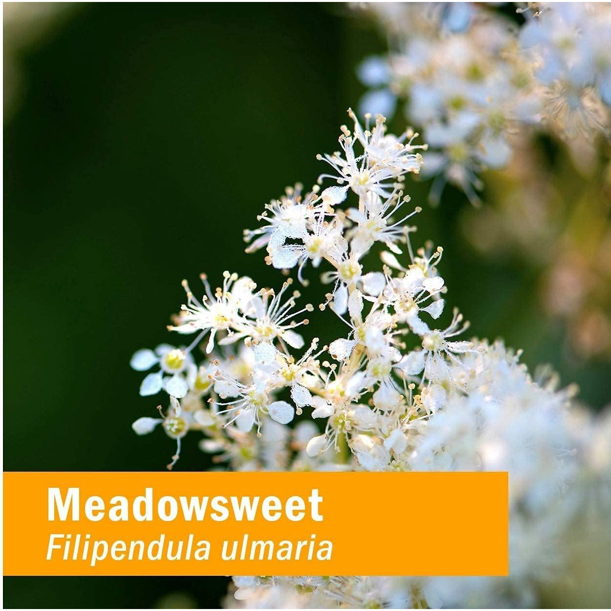 White meadowsweet flowers, Filipendula ulmaria botanical photo