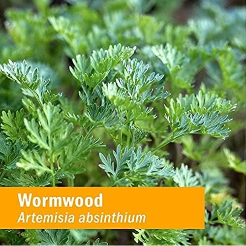 Wormwood Artemisia absinthium plant leaves