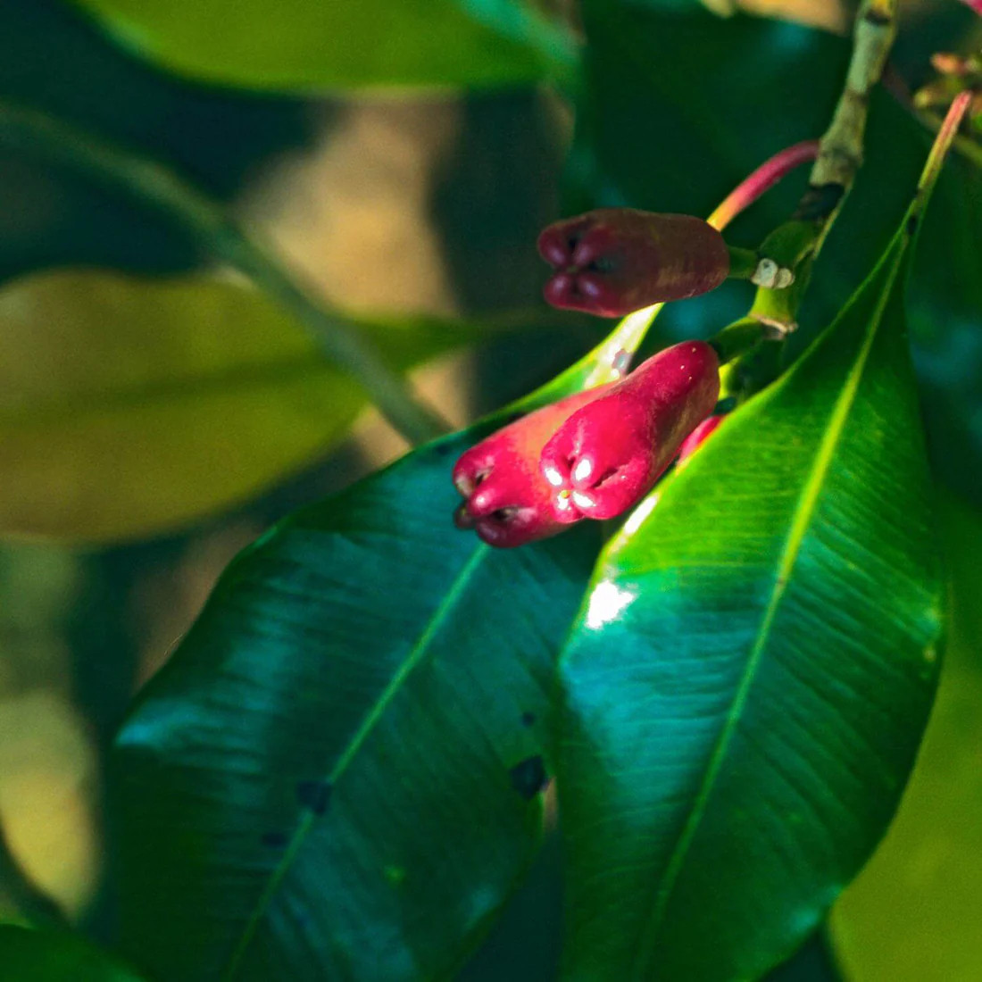 Herb Pharm Red Clover - 30 ml