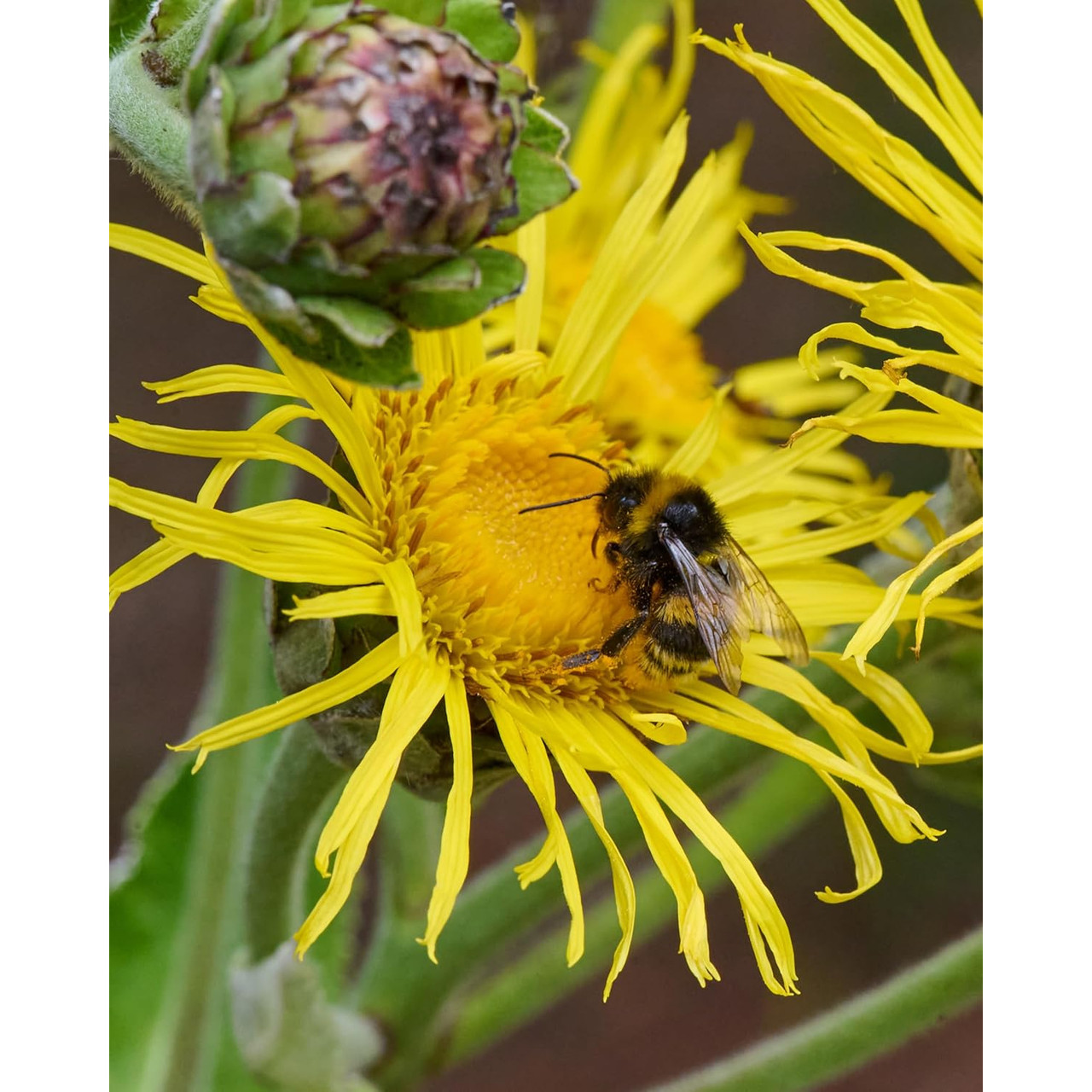 Herb Pharm Elecampane