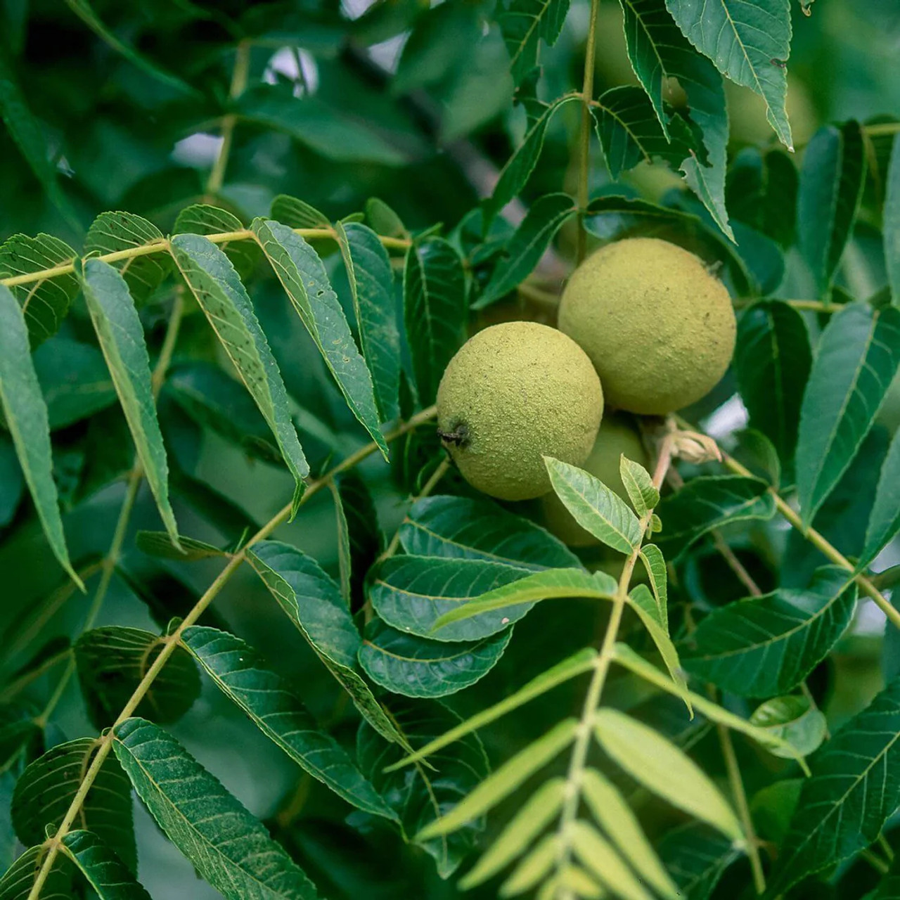 Herb Pharm Black Walnut - 30 ml