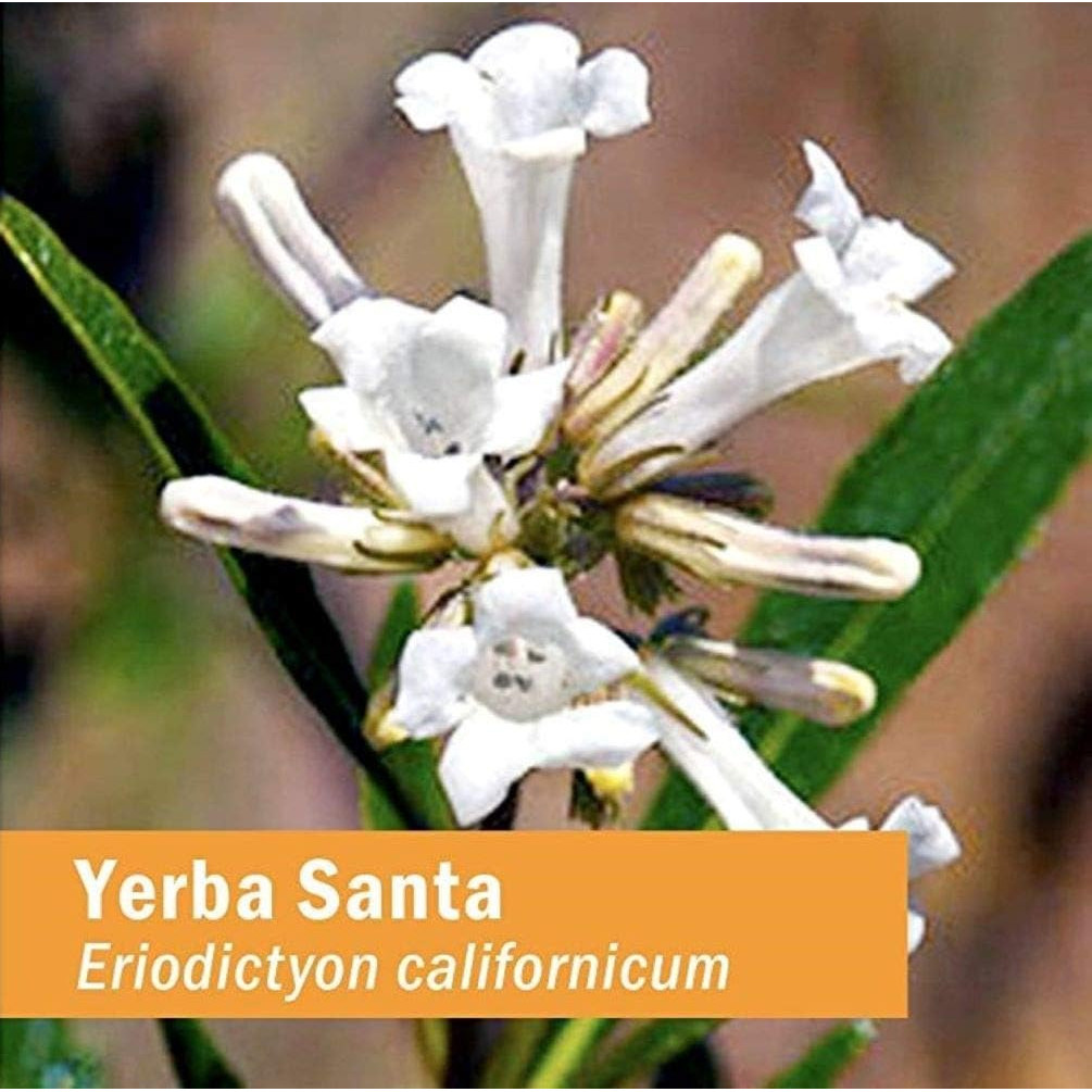 Yerba santa (Eriodictyon californicum) white flowers