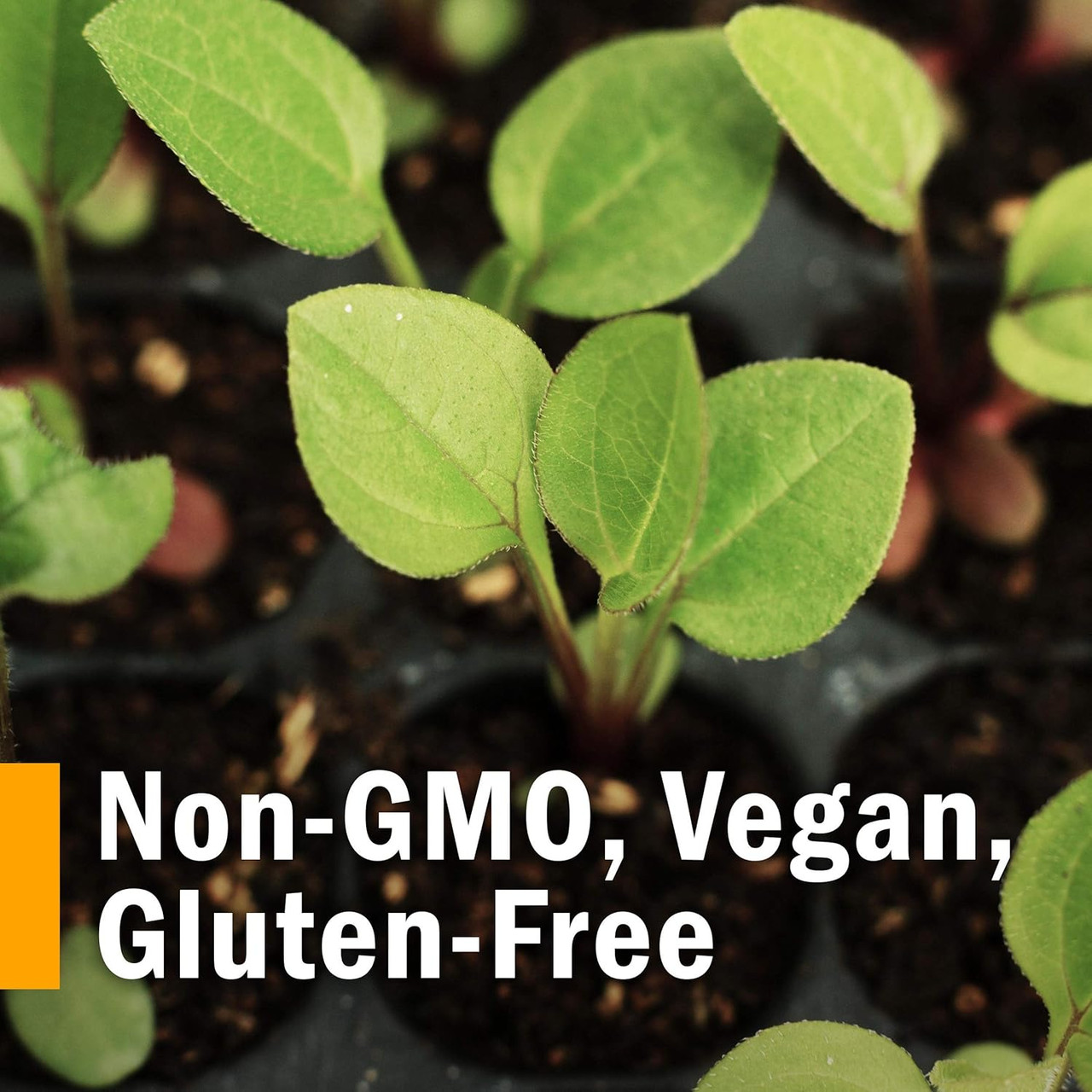 Seedlings in soil, non-GMO, vegan, gluten-free graphic