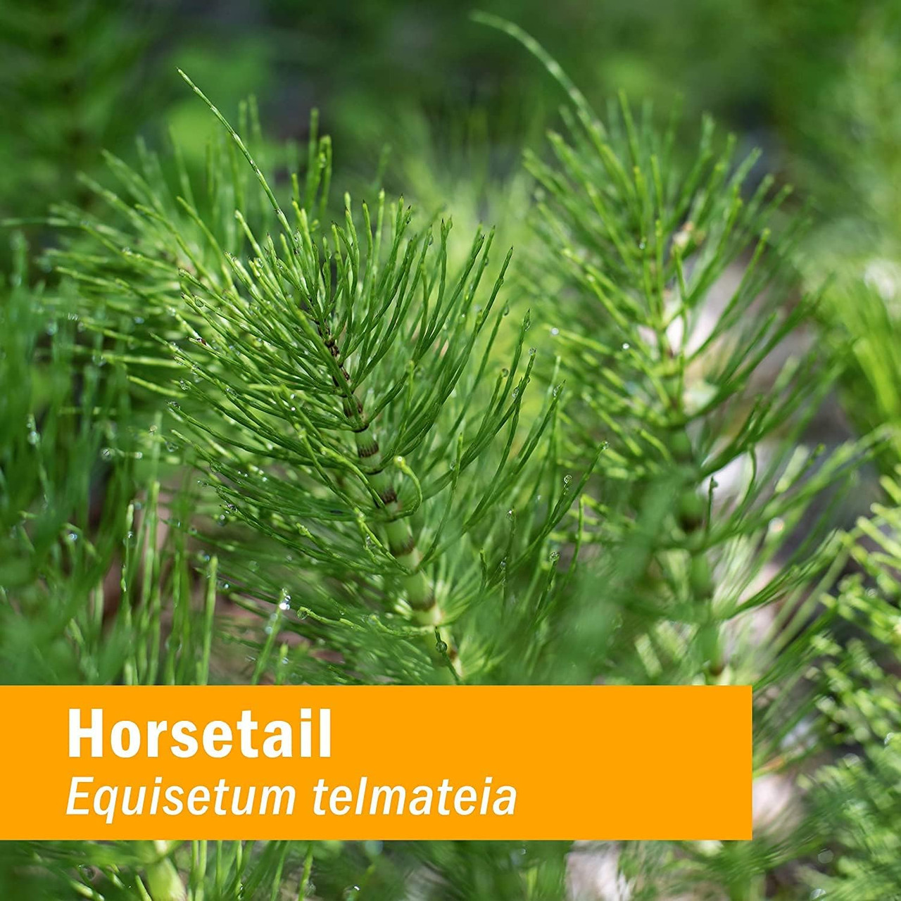 Green needle-like horsetail foliage botanical photo