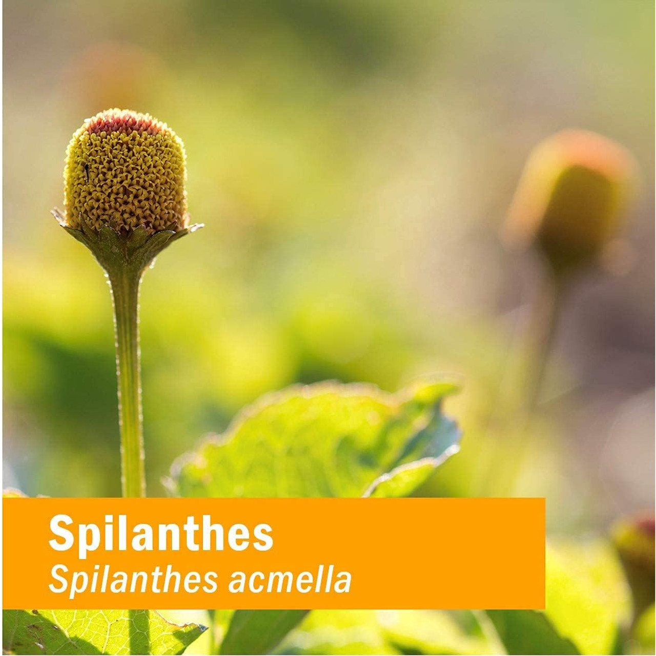 Herb Pharm Spilanthes - 30 ml