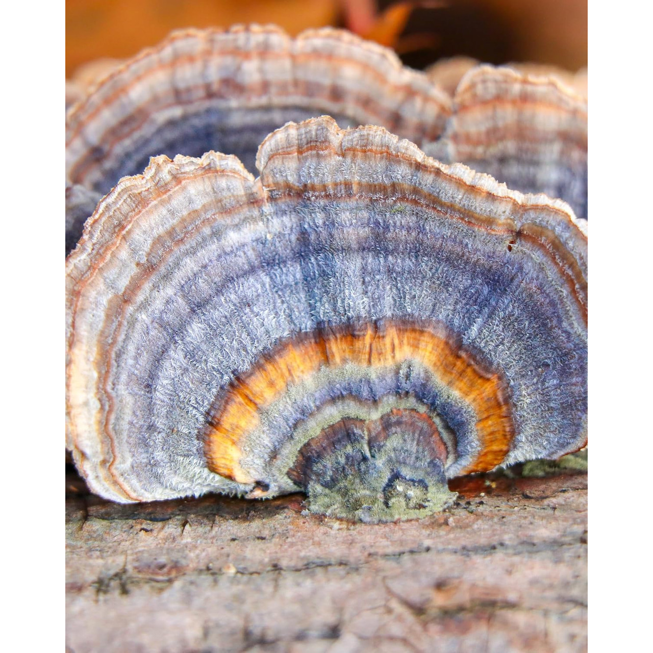 Herb Pharm Turkey Tail Blend with Resihi - 90 capsules