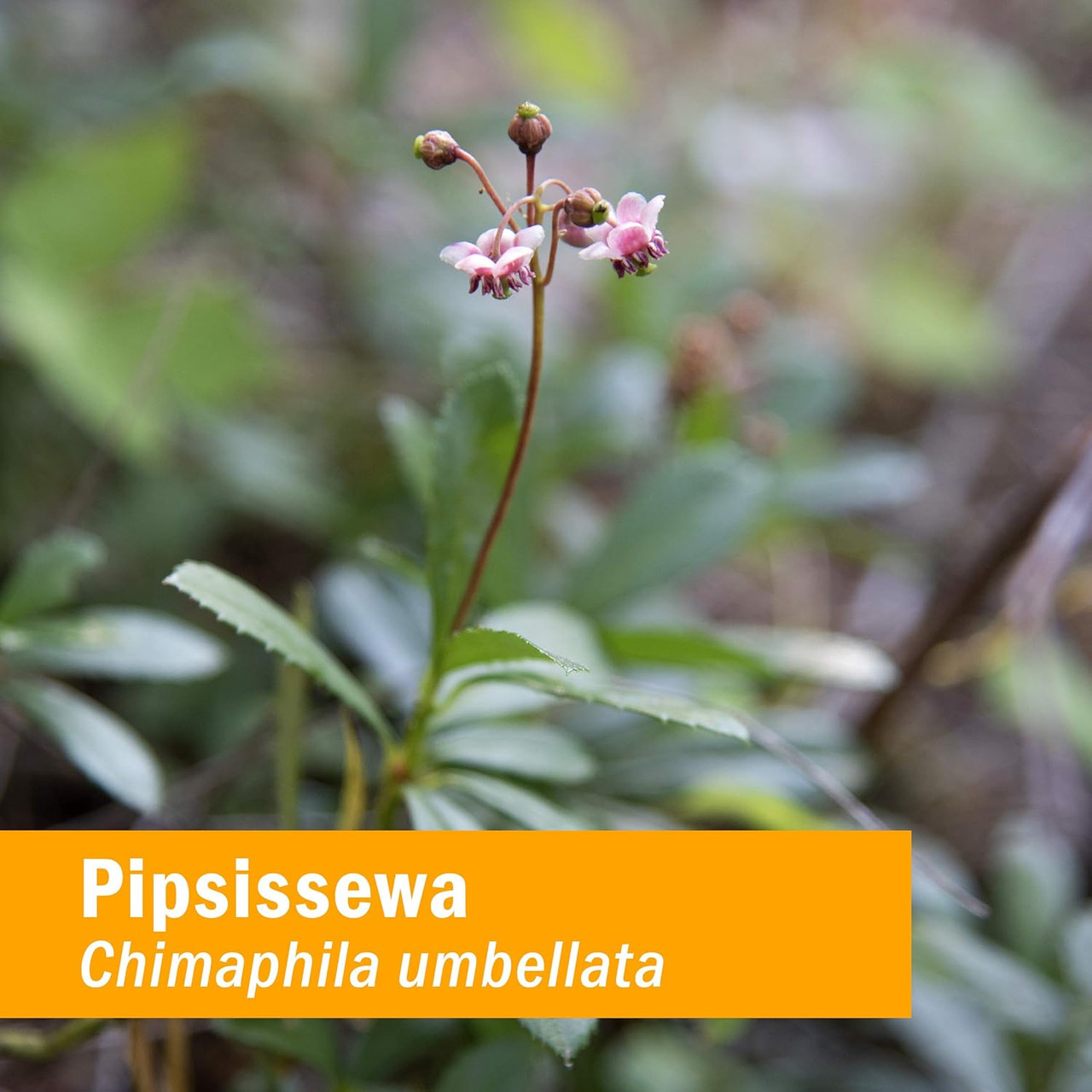 Herb Pharm Pipsissewa
