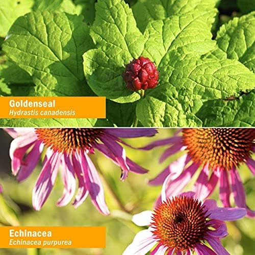 Goldenseal leaf with berry and purple echinacea flowers botanical collage