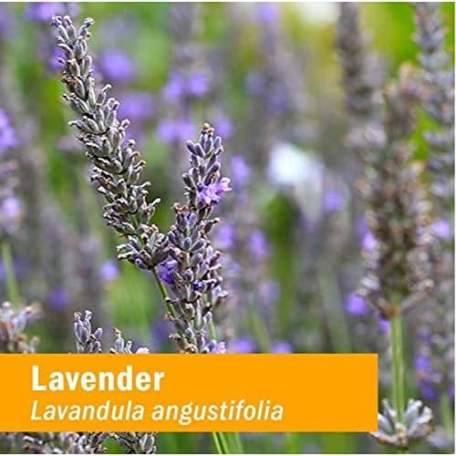 Herb Pharm Lavender - 30 ml