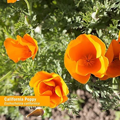 Orange California poppy flowers in bloom botanical photo