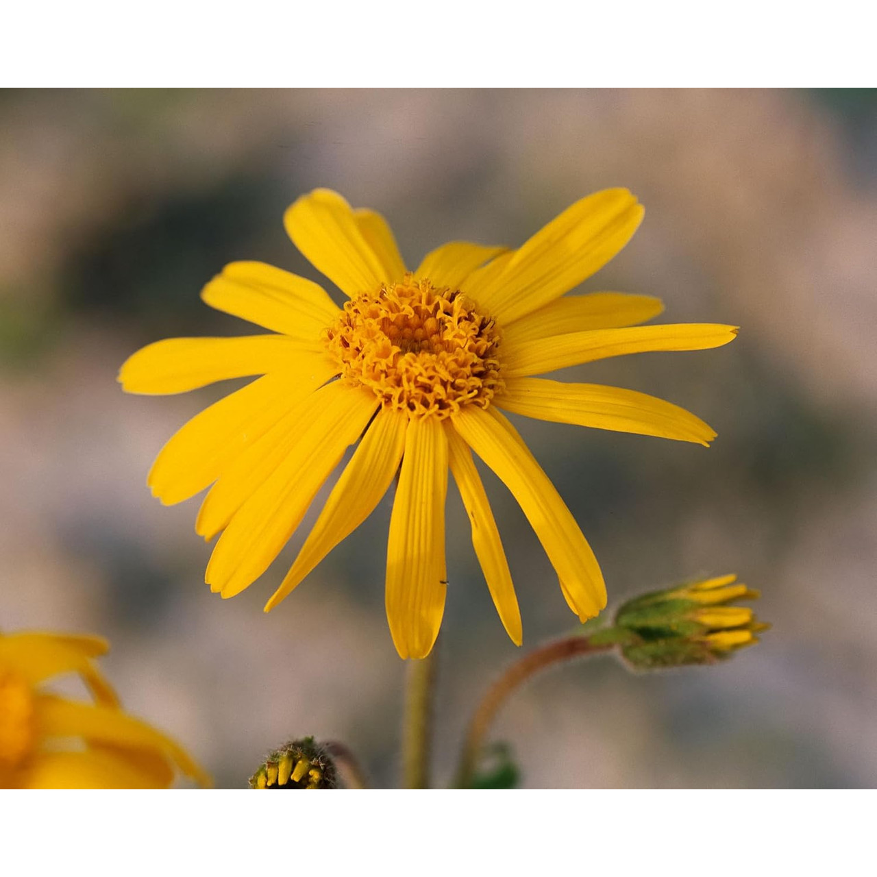 Herb Pharm Arnica Oil - 30 ml