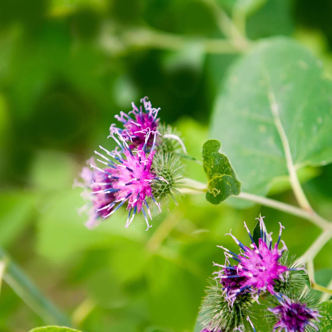 Herb Pharm Burdock Blend
