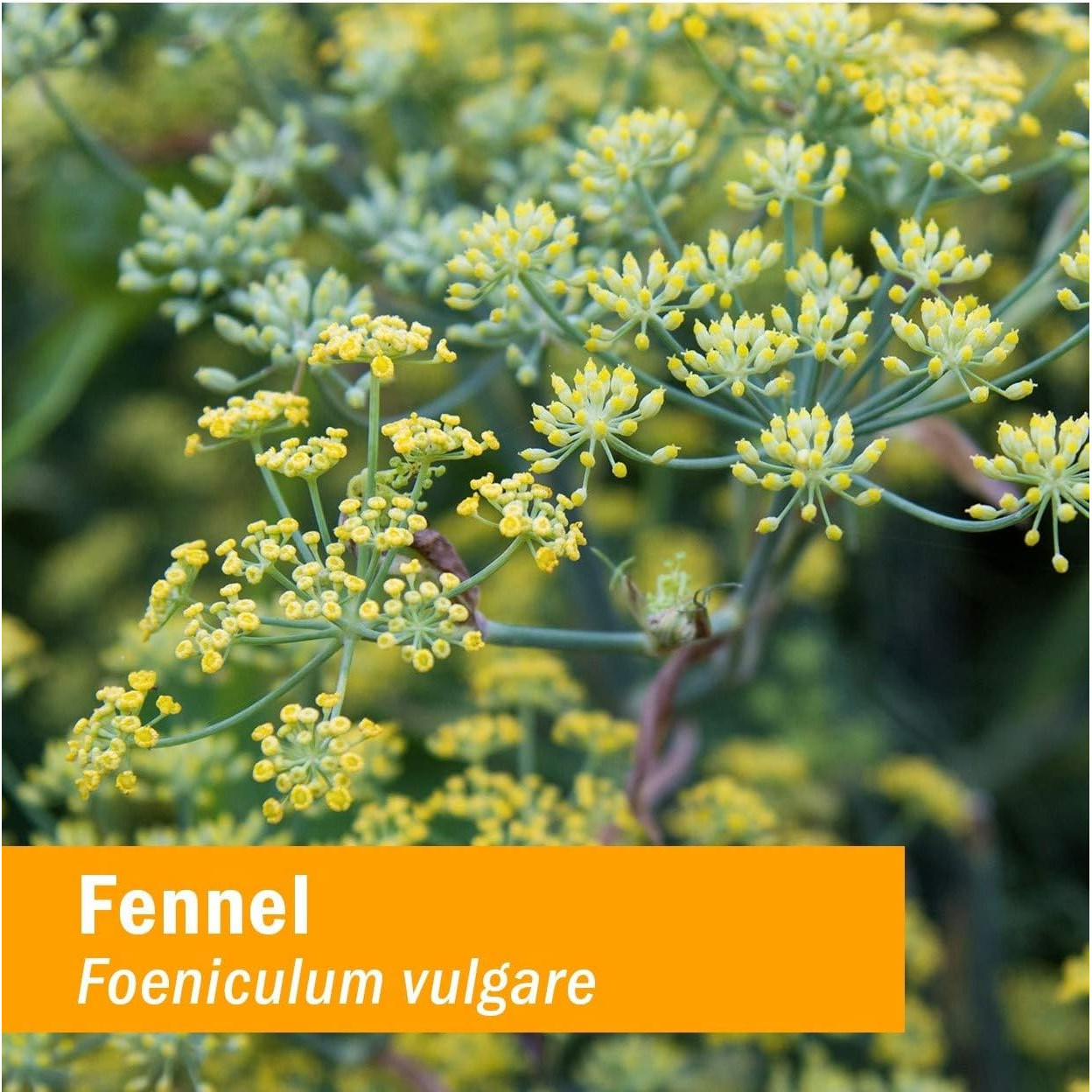 Yellow fennel flowers in bloom, Foeniculum vulgare botanical photo