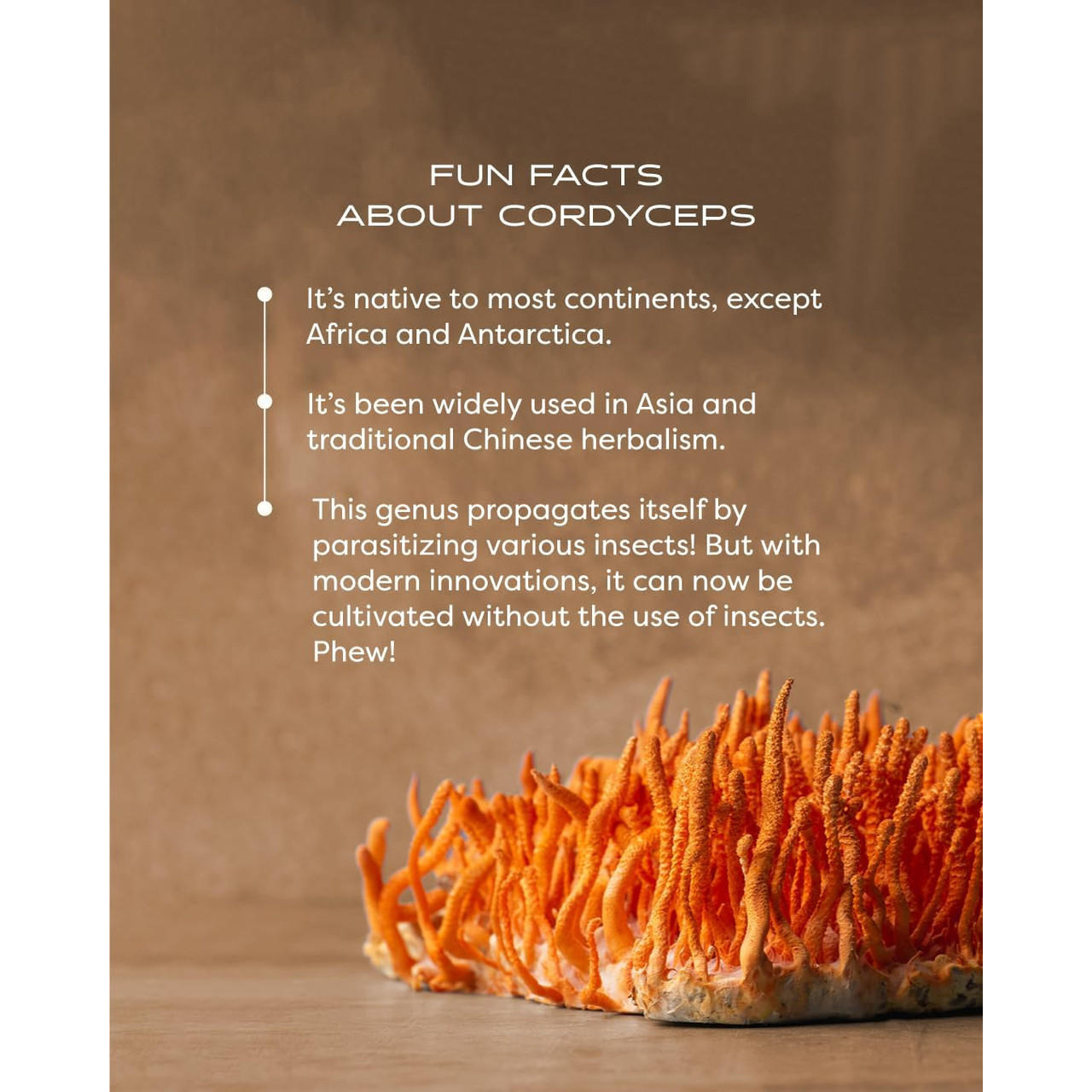 Fun facts about Cordyceps graphic with fresh orange mushrooms