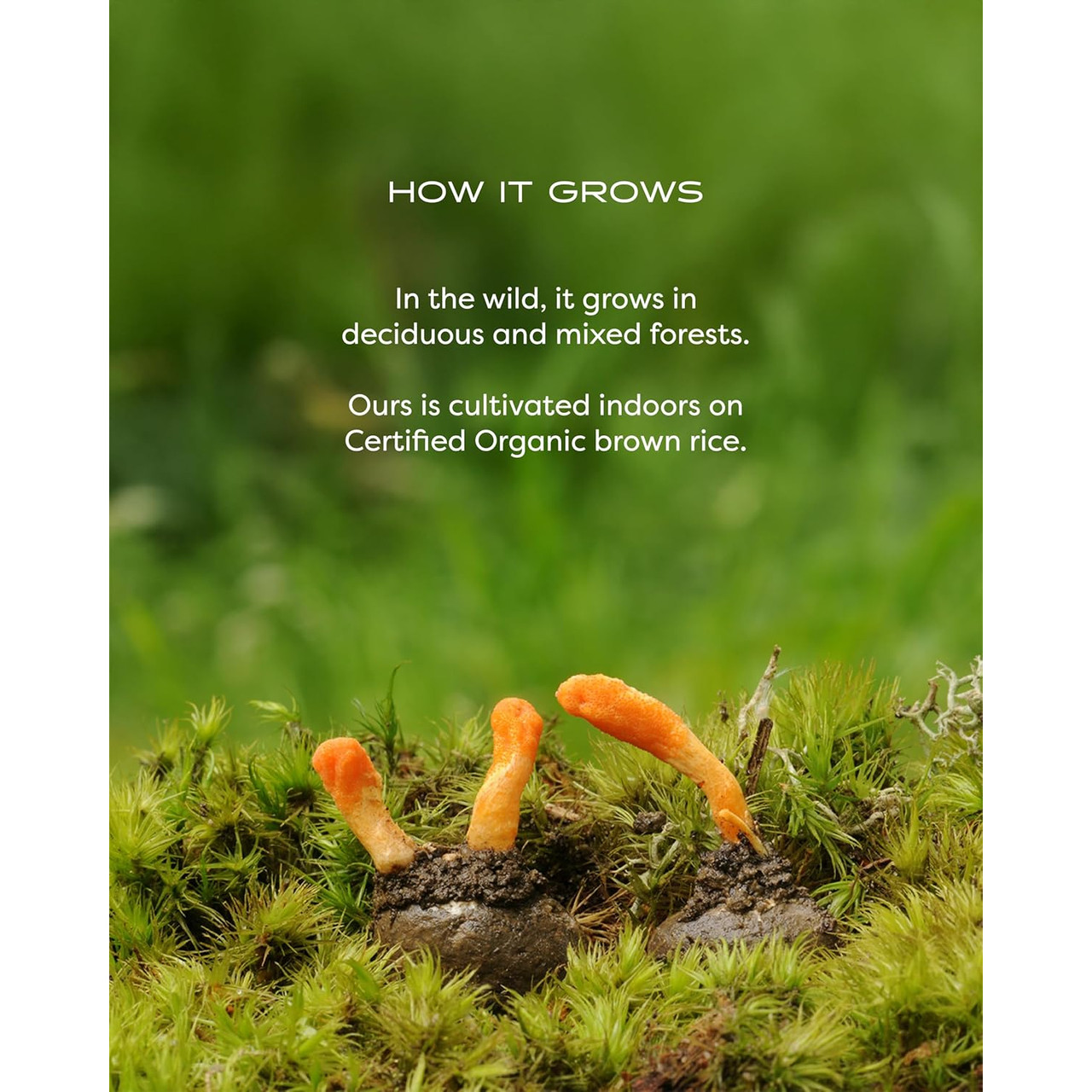 How Cordyceps grows graphic with mushrooms emerging from moss