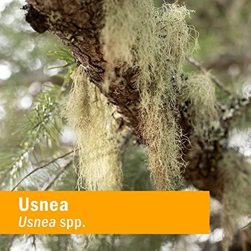 Usnea lichen hanging from a tree branch, Usnea spp. botanical photo