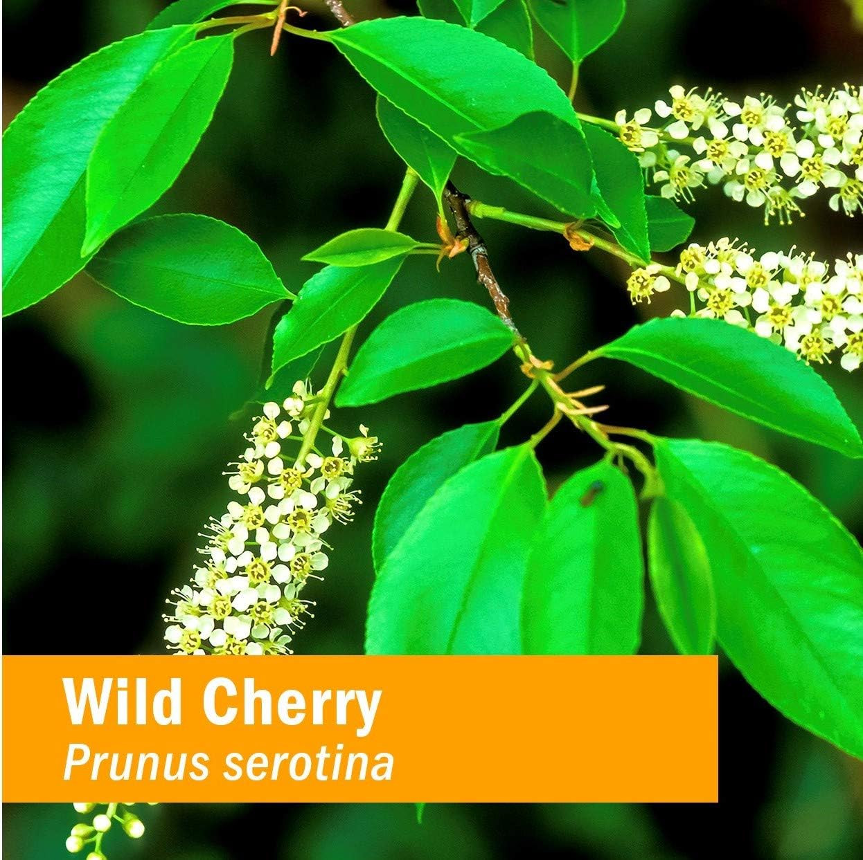 Wild cherry branch with white flowers and green leaves, Prunus serotina botanical photo