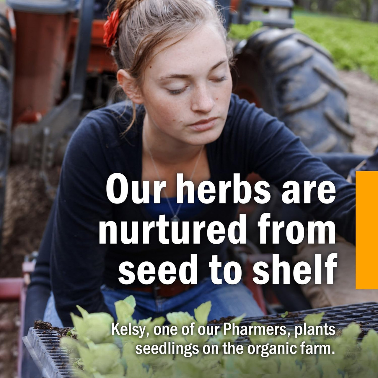 Herb Pharm Herbs on the Go: Not Now Nausea - 30 ml