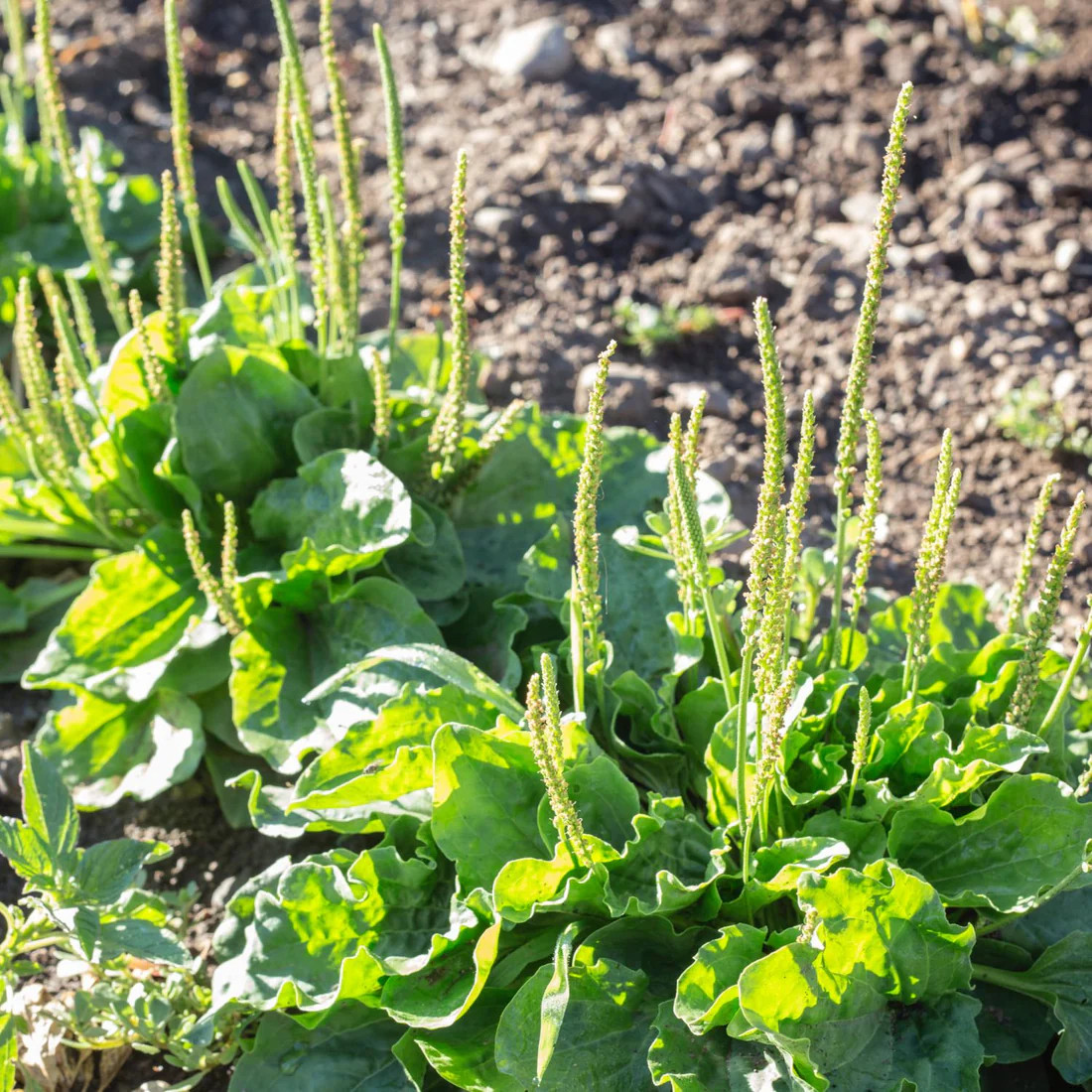 Fresh green broadleaf plantain plants in a garden bed botanical photo