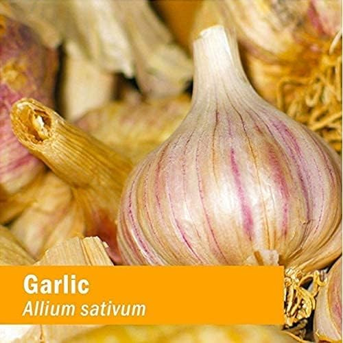 Herb Pharm Garlic