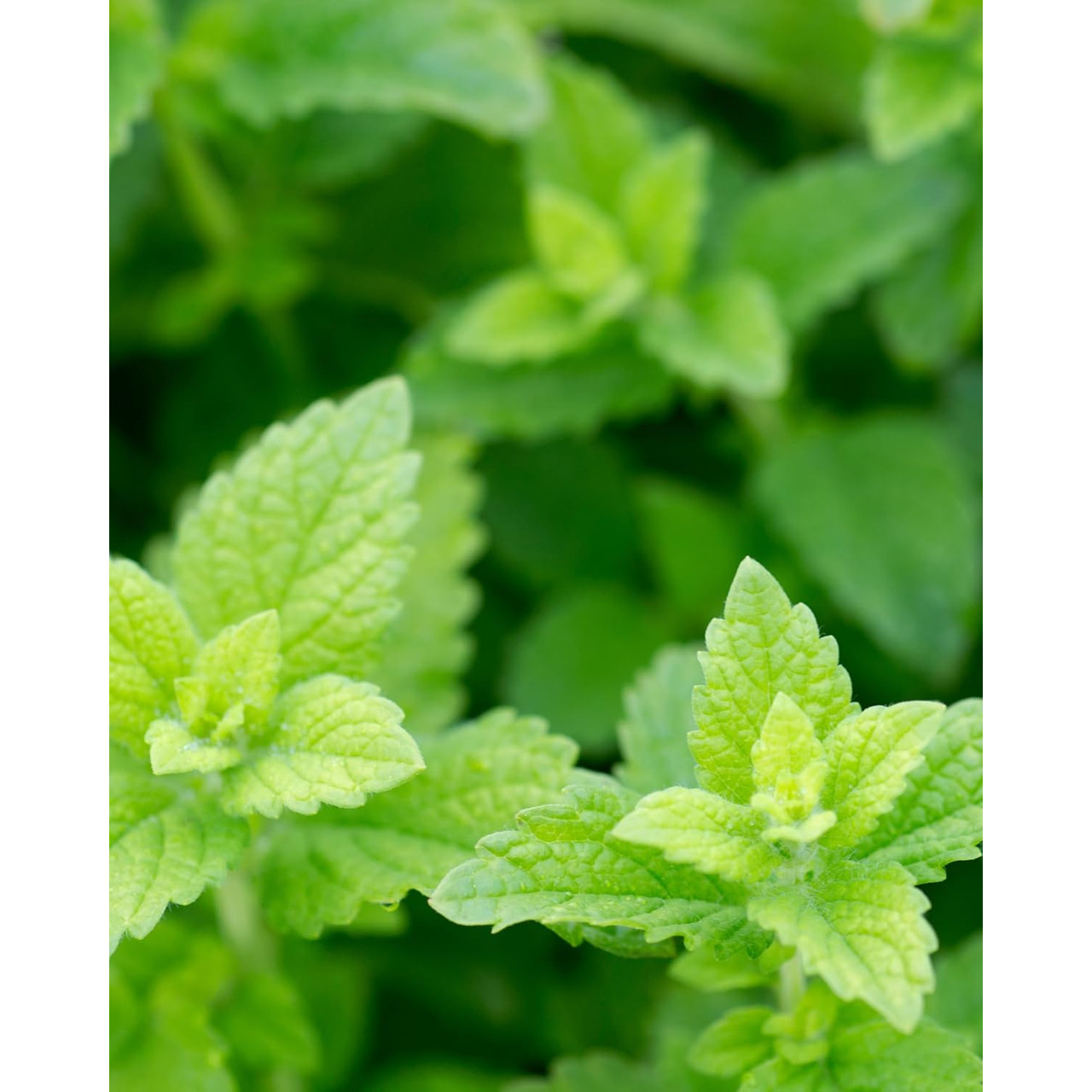 Herb Pharm Lemon Balm Alcohol Free - 30 ml