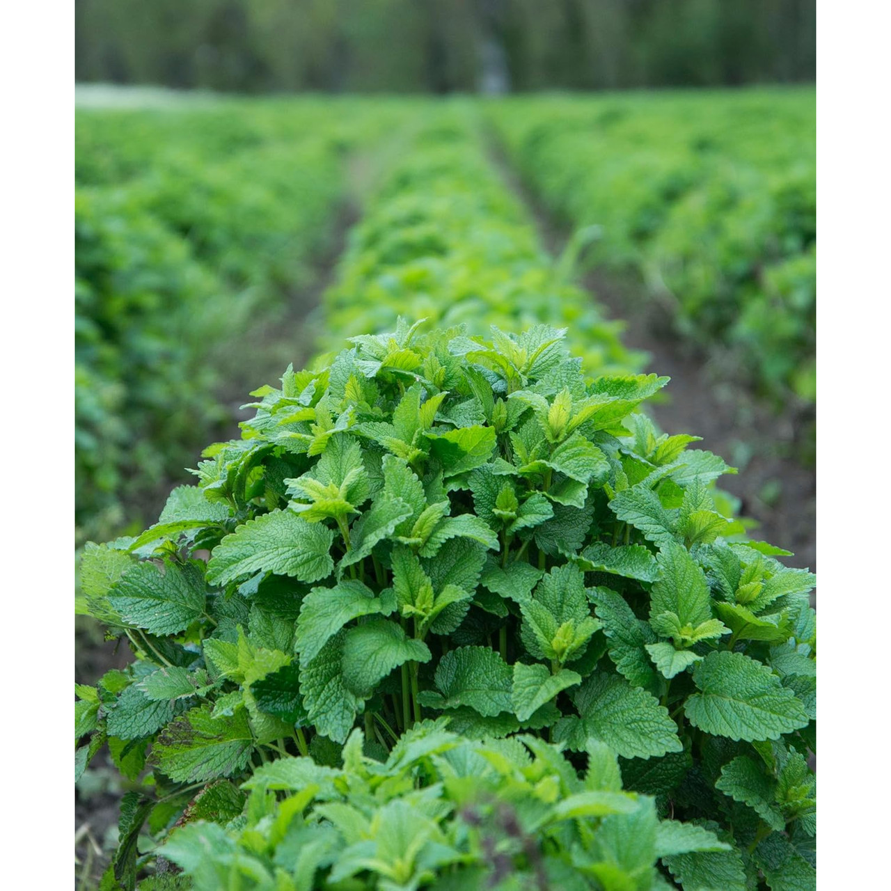 Herb Pharm Lemon Balm Alcohol Free - 30 ml