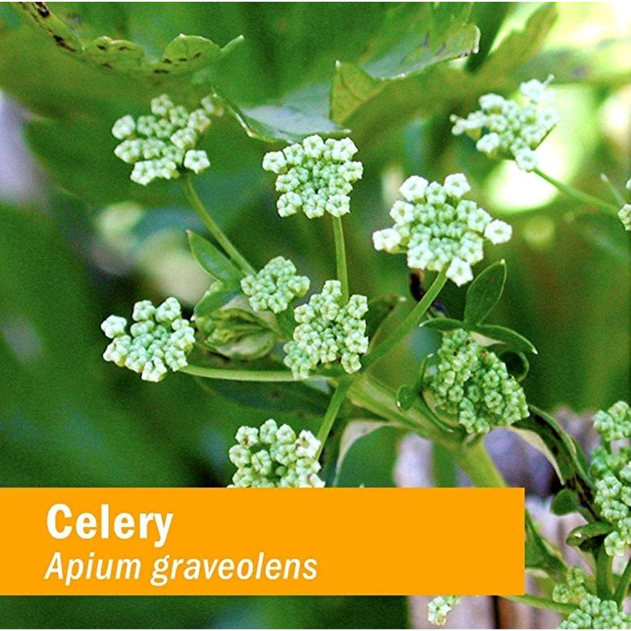 White celery flower clusters and green leaves, Apium graveolens botanical photo
