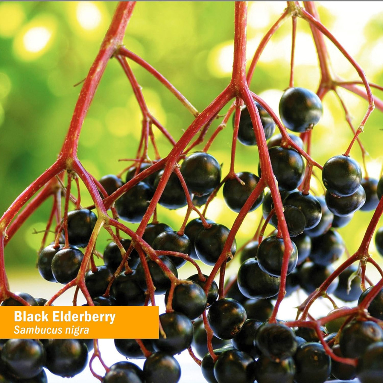 Cluster of ripe dark black elderberries on a red stem botanical photo