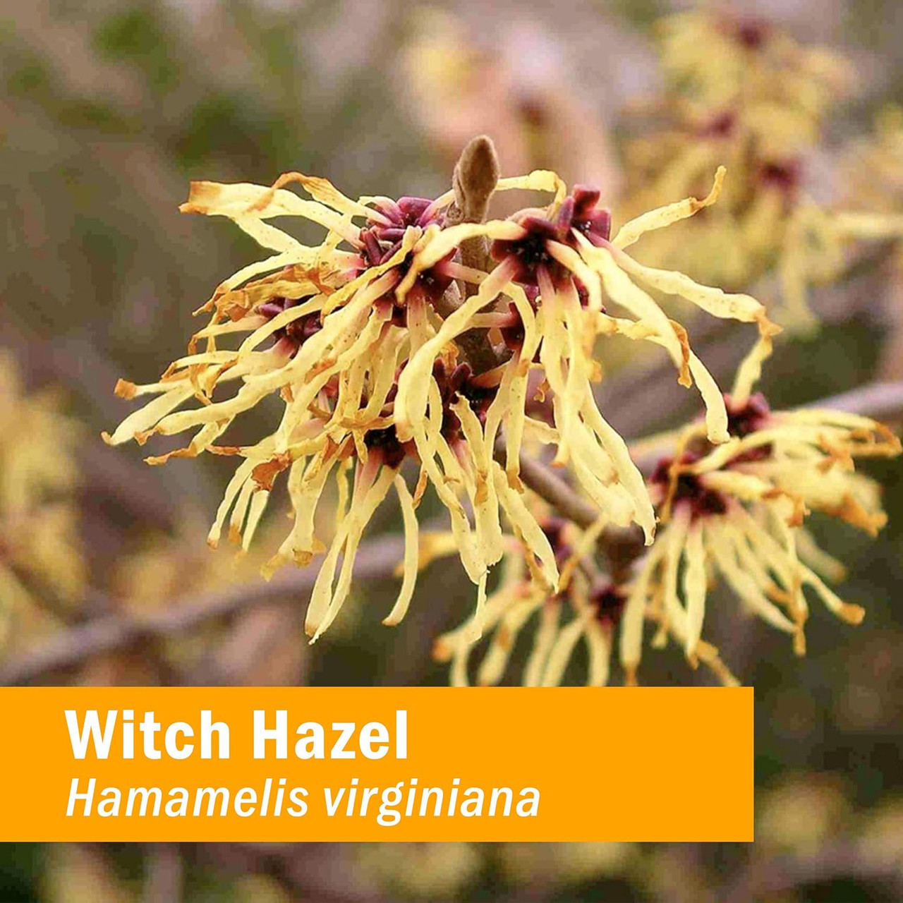 Herb Pharm Witch Hazel