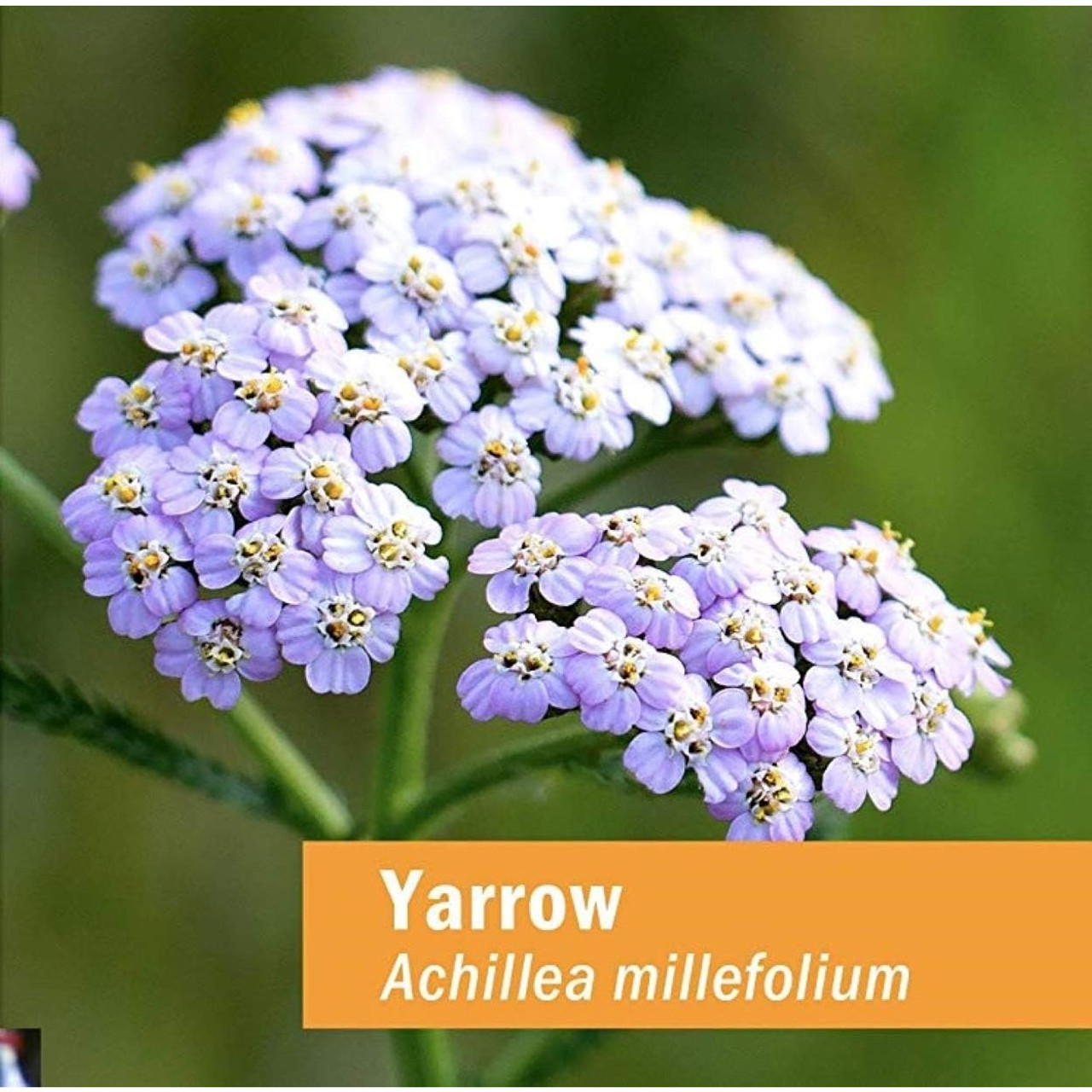 Herb Pharm Yarrow