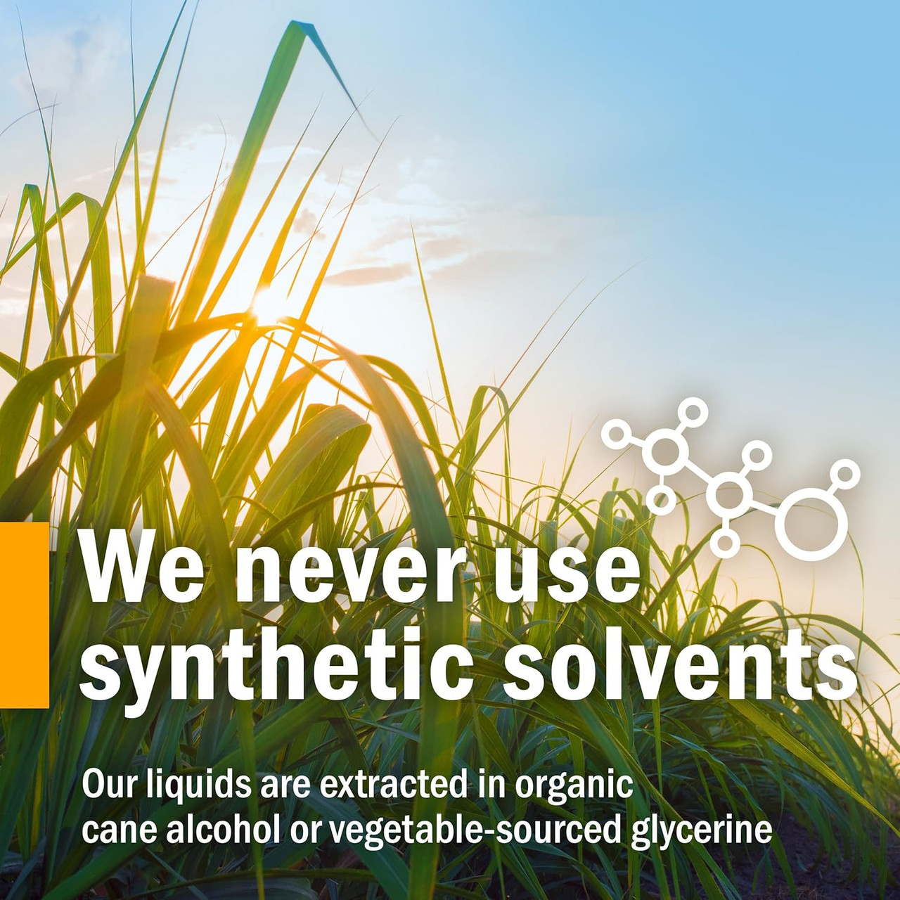 Sunlight through grass, we never use synthetic solvents graphic