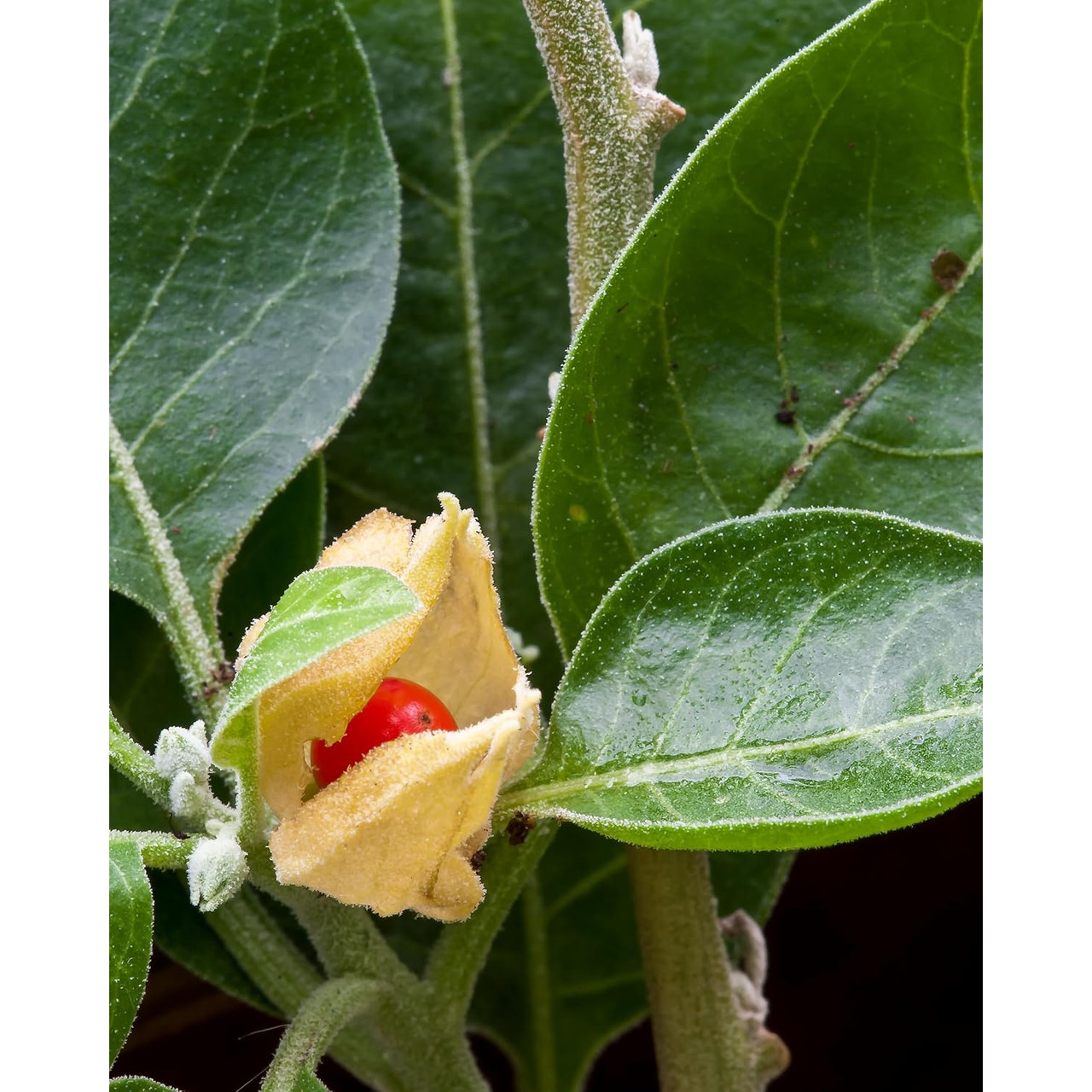 Red ashwagandha berry in a green papery calyx botanical photo