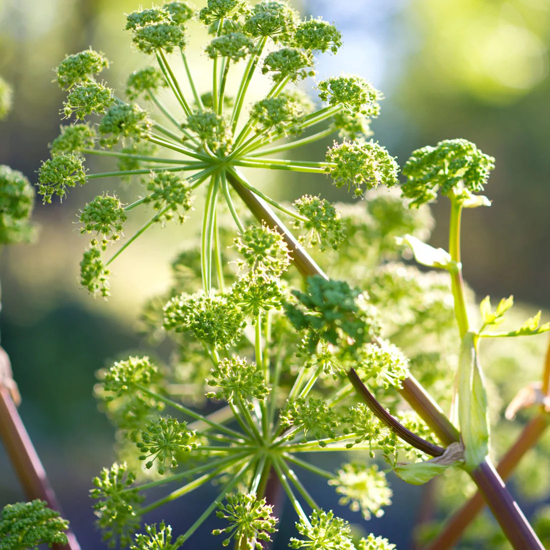Green umbrella-shaped dong quai flower cluster botanical photo