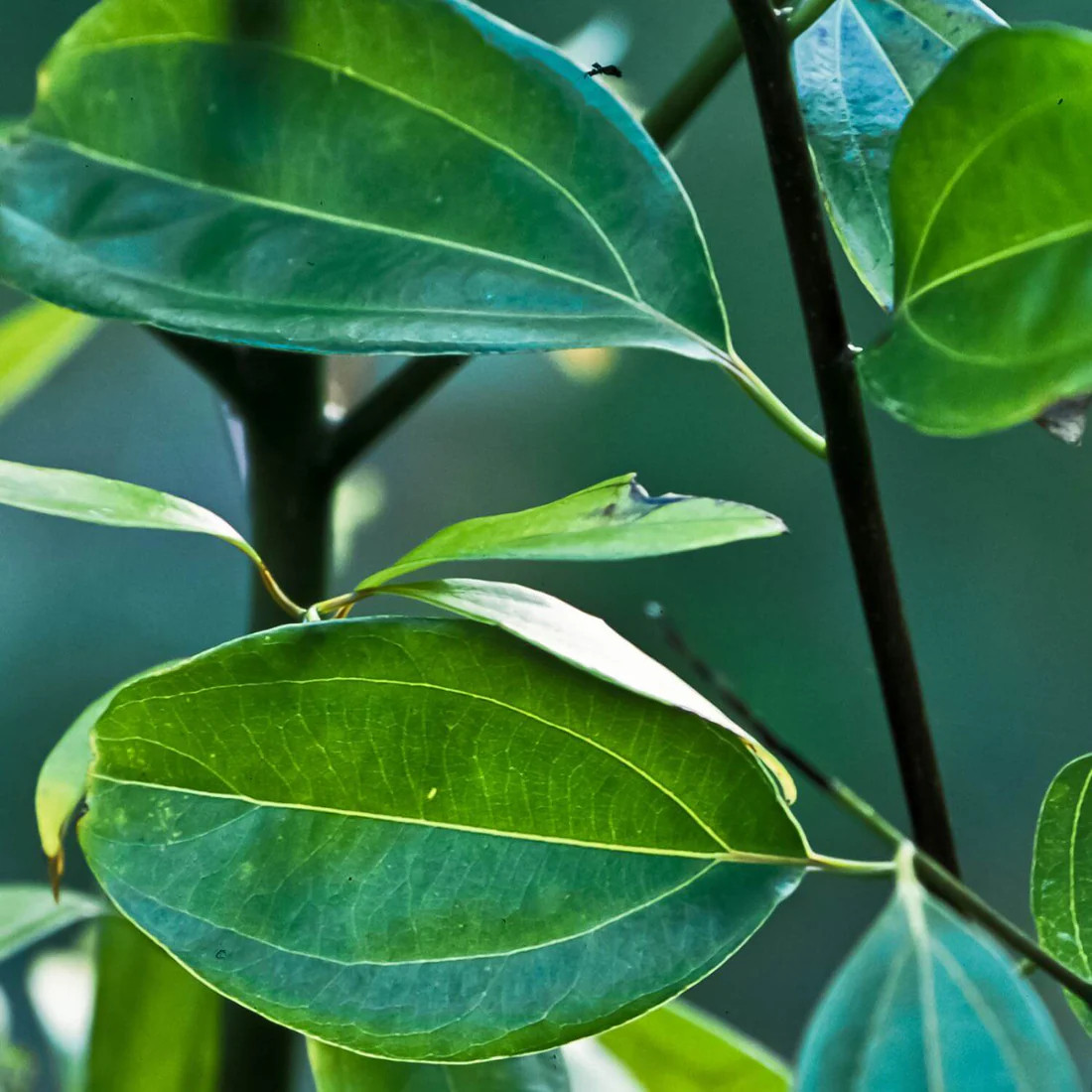 Glossy green cinnamon tree leaves on a branch botanical photo