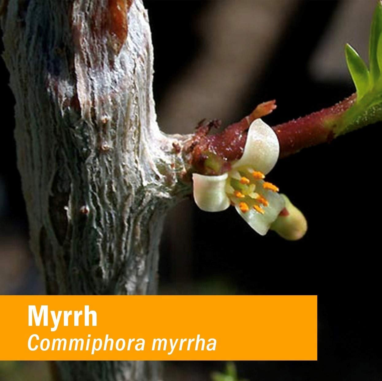 Myrrh Commiphora myrrha flowering branch