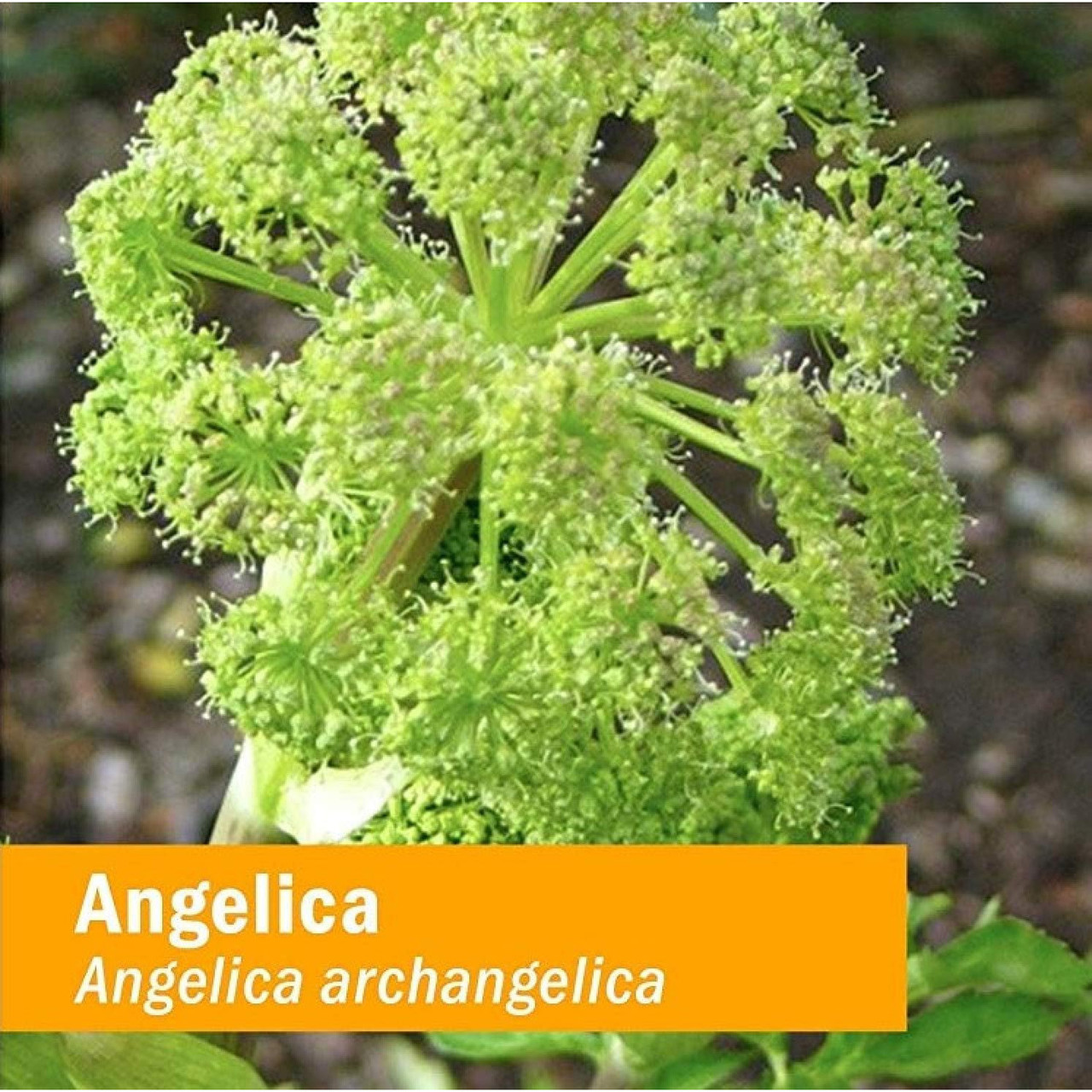 Herb Pharm Angelica