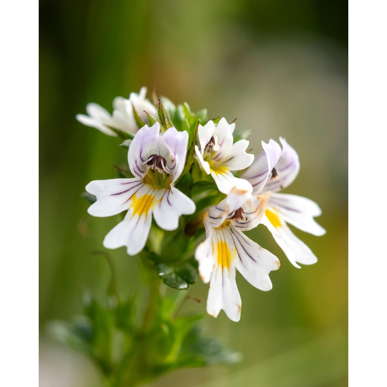 Herb Pharm Eyebright