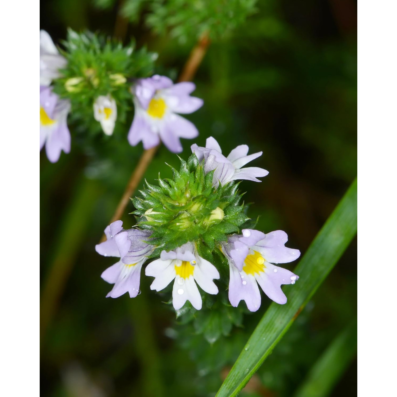 Herb Pharm Eyebright