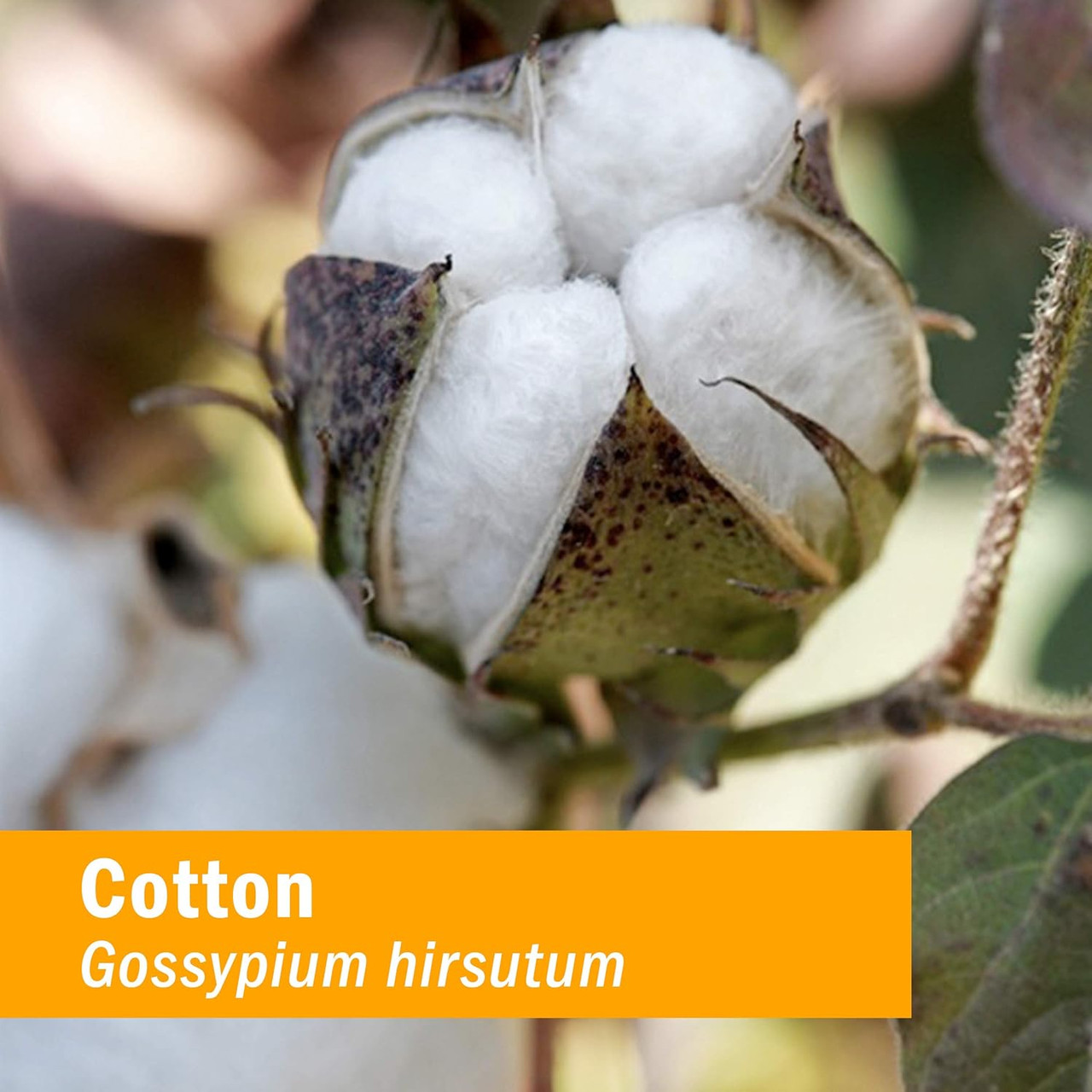 Fluffy white cotton boll on a plant stem botanical photo