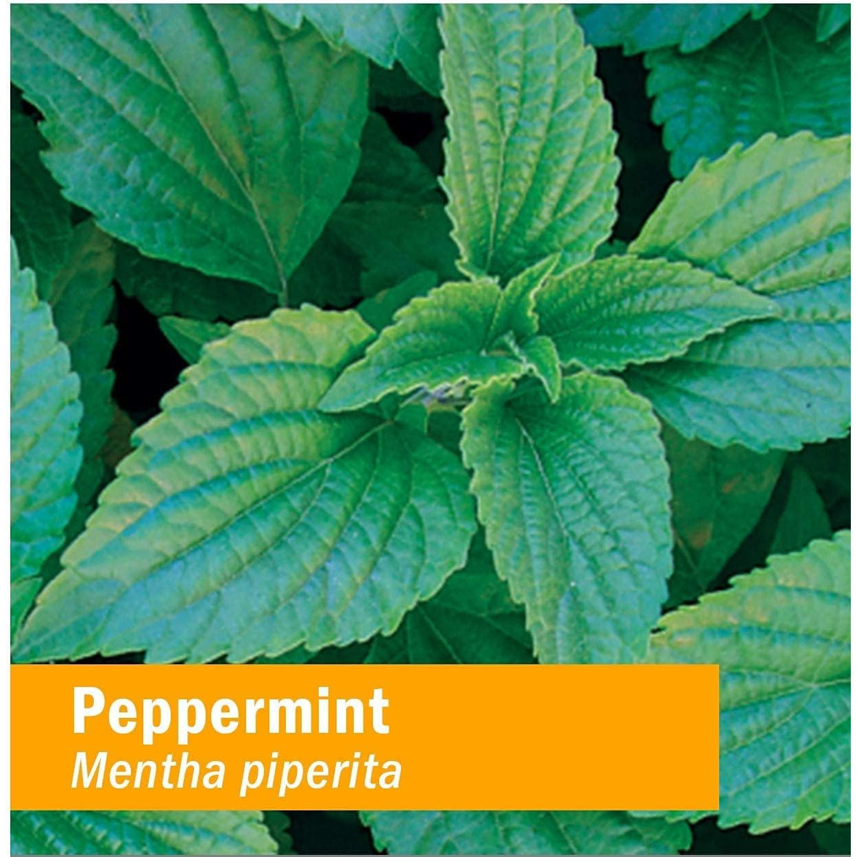 Herb Pharm Peppermint Spirits