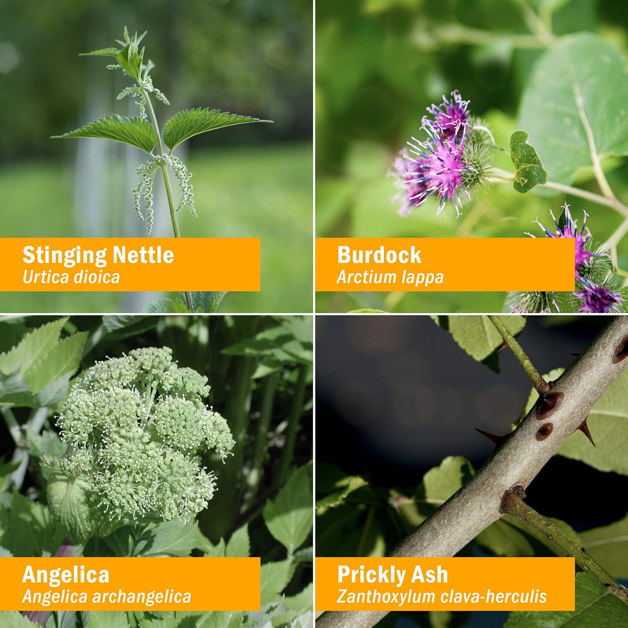 Herb Pharm Flexible Joint