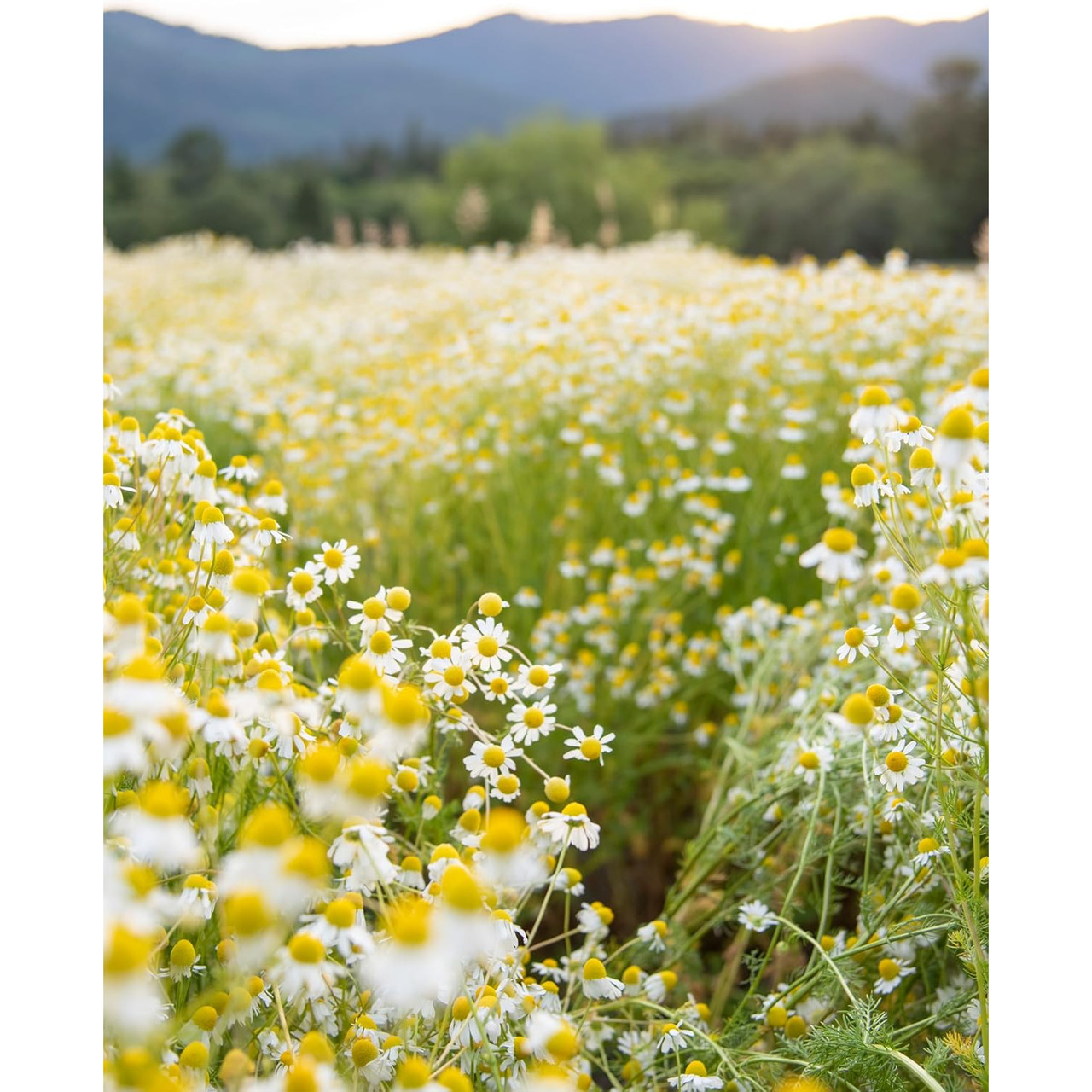 Herb Pharm Chamomile